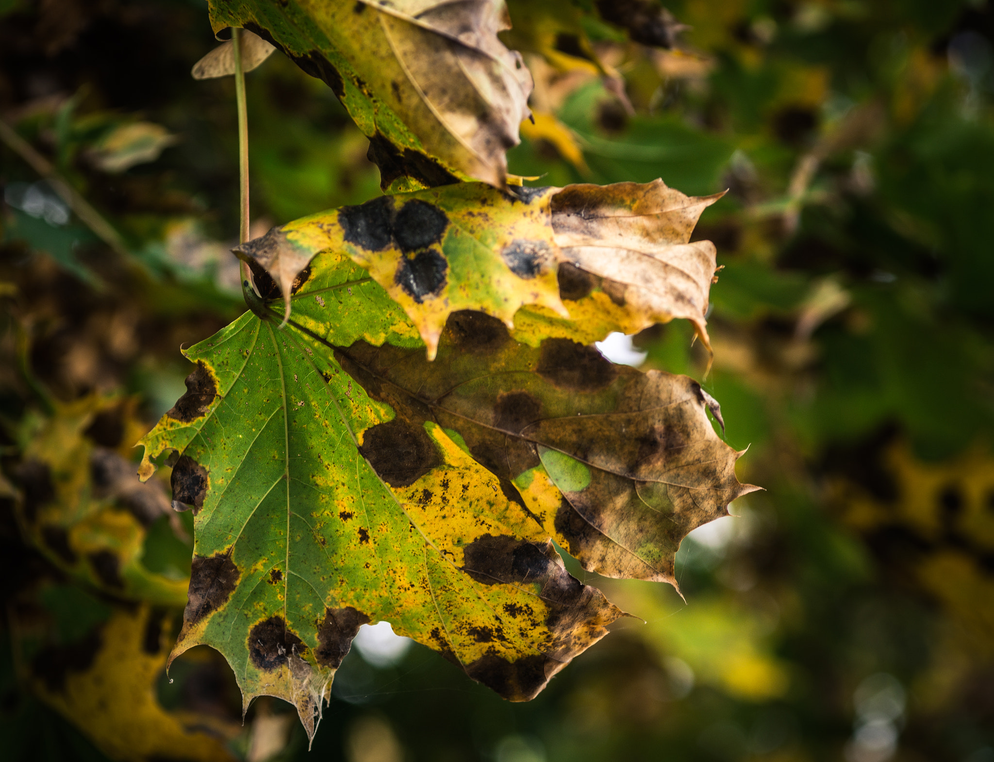 Olympus OM-D E-M10 + Sigma 60mm F2.8 DN Art sample photo. Autumn leaf photography