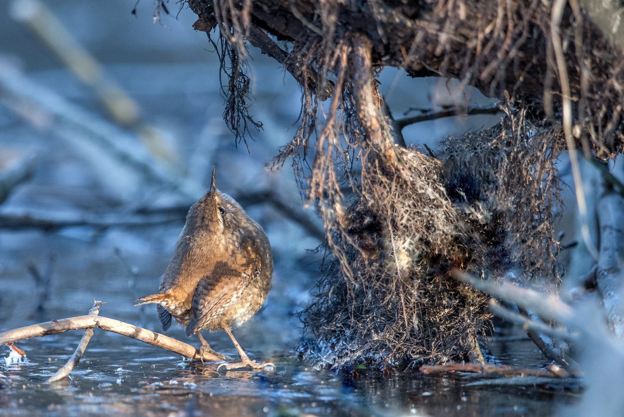 Nikon AF-S Nikkor 600mm F4G ED VR sample photo. Trogodyte photography