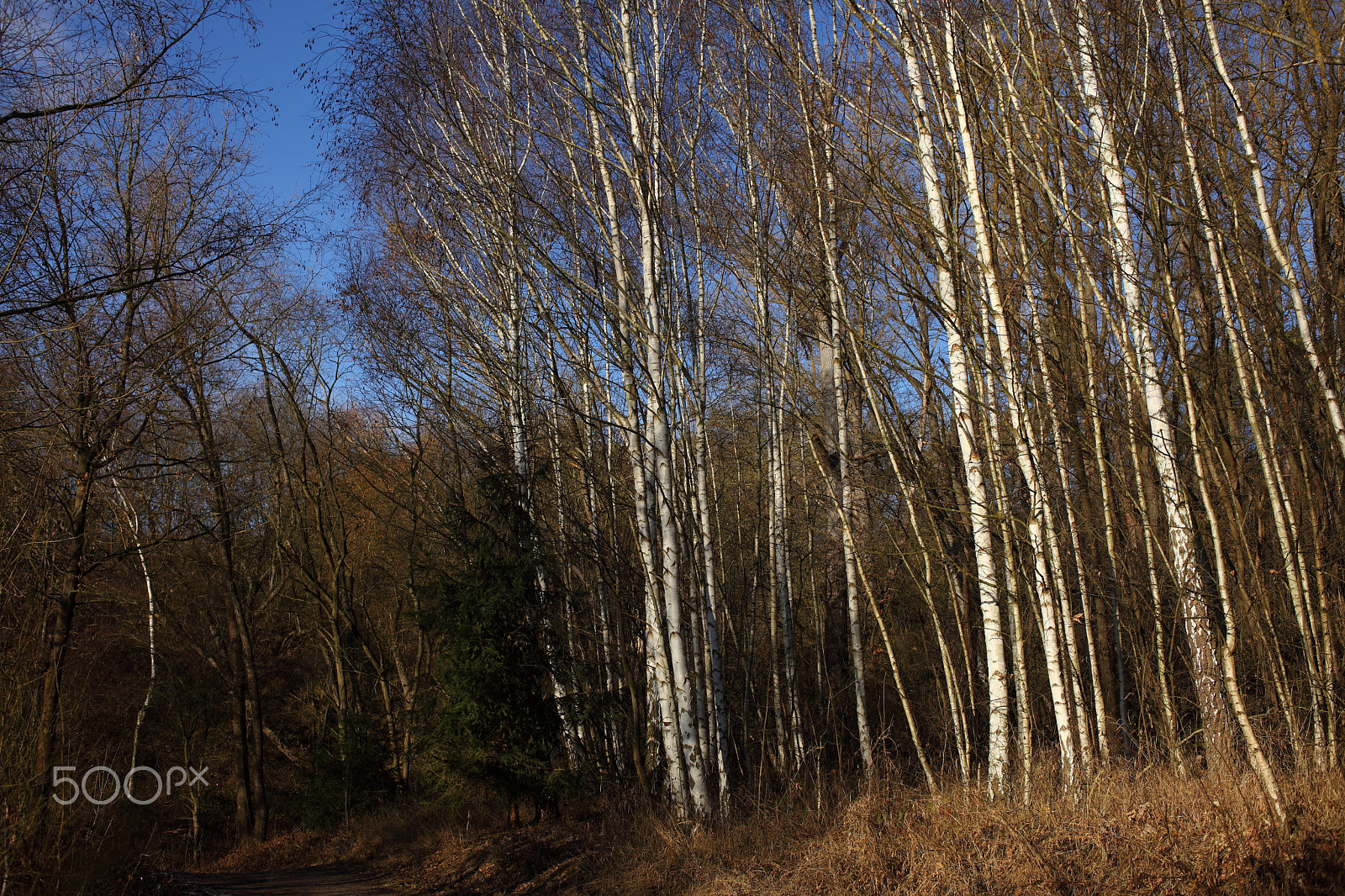 Canon EOS 5D Mark II sample photo. The birch trees photography