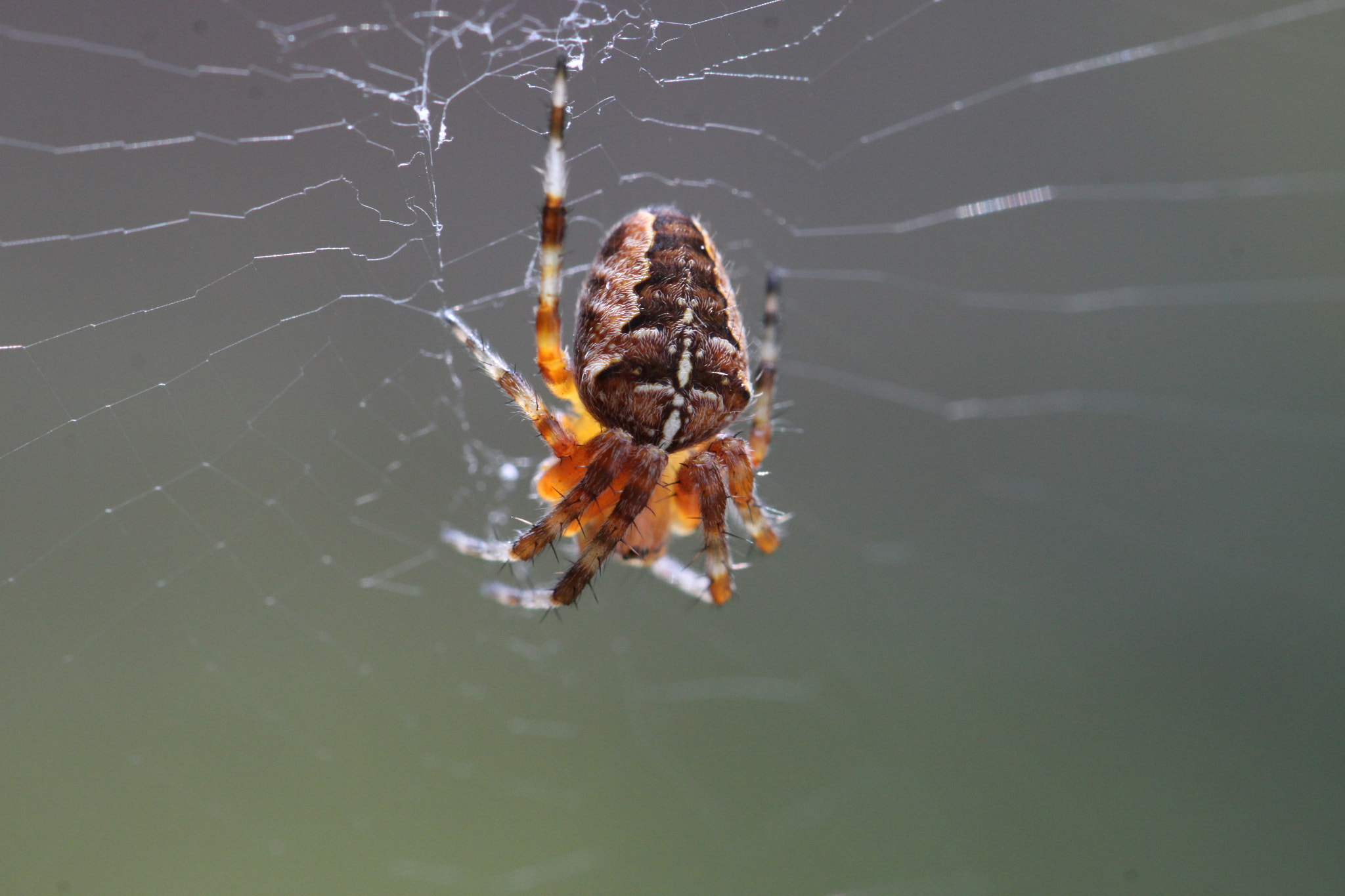 Canon EF 100mm F2.8L Macro IS USM sample photo. European garden spider (gartenkreuzspinne) photography