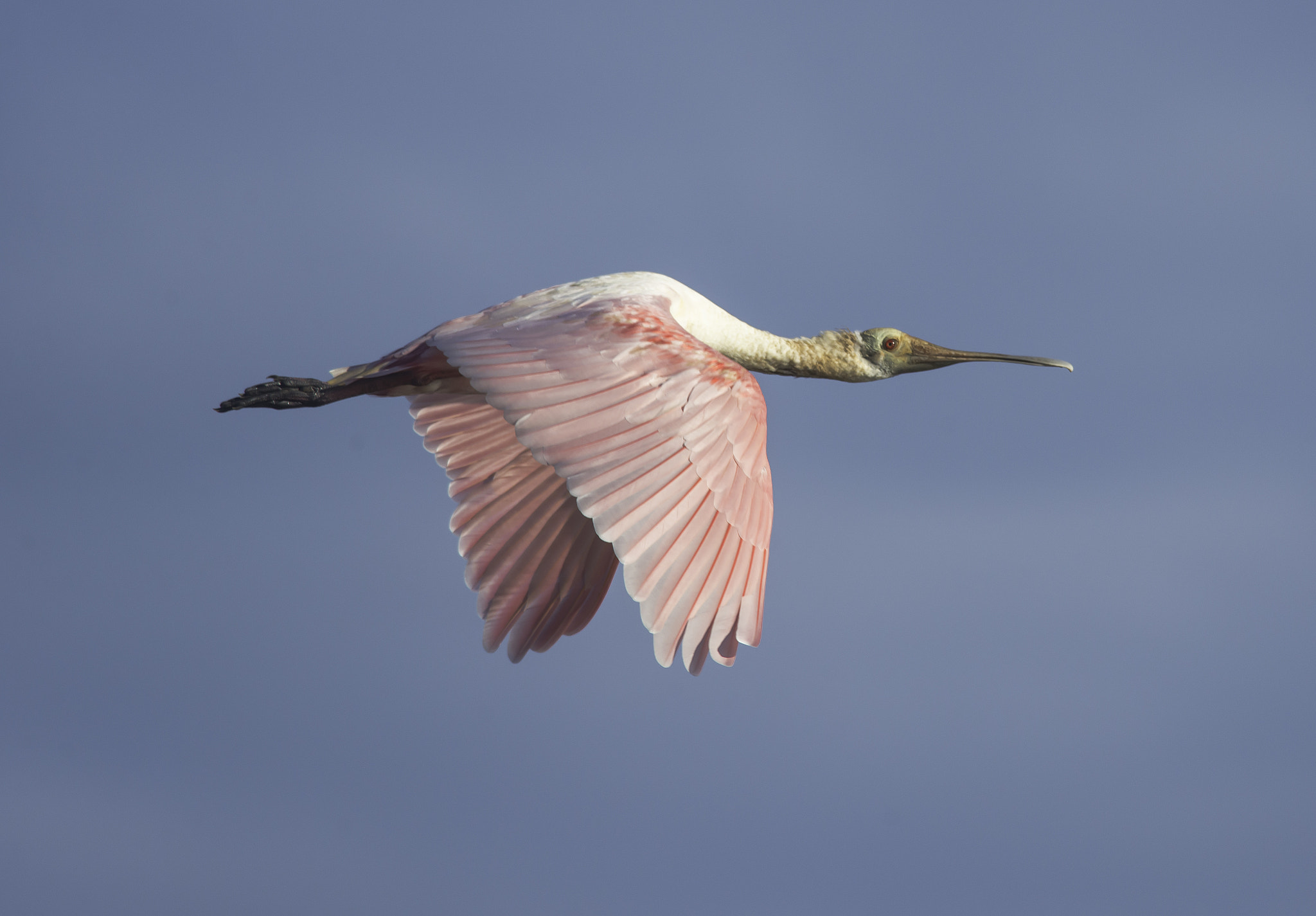 Nikon AF-S Nikkor 300mm F4D ED-IF sample photo. Colhereiro photography
