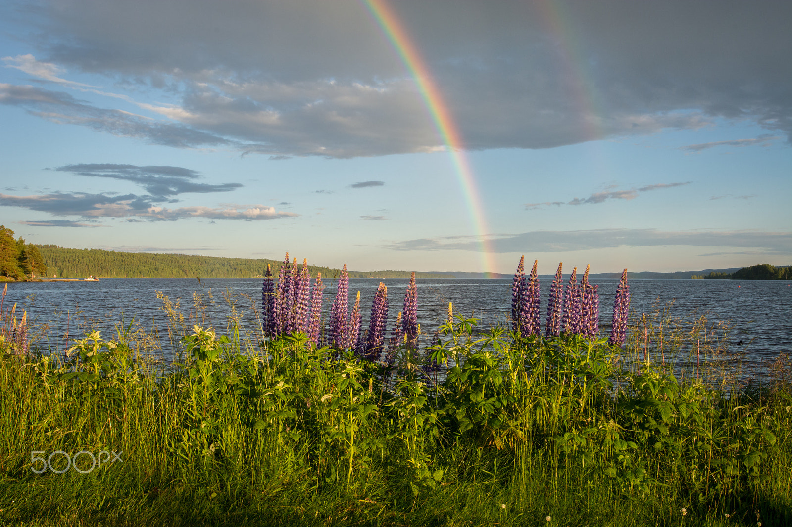Nikon AF-S Nikkor 14-24mm F2.8G ED sample photo. Lupins with a rainbow photography