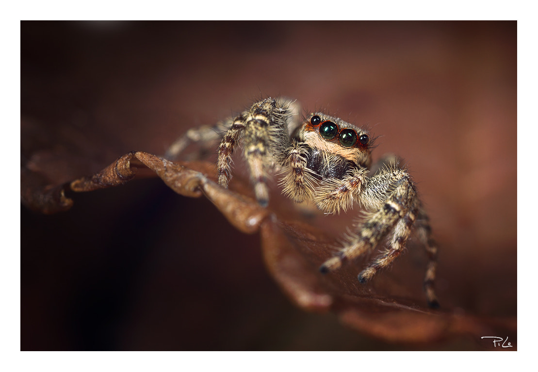 Canon MP-E 65mm F2.5 1-5x Macro Photo sample photo. I'm not a spider photography