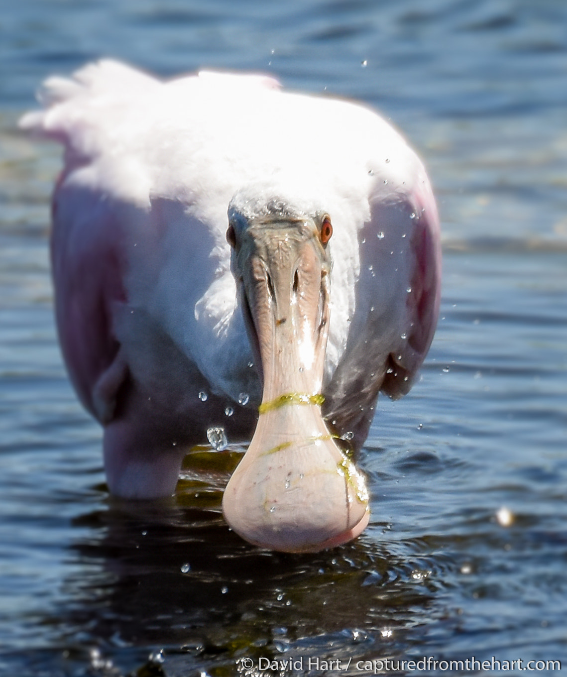 Sigma 50-500mm F4.5-6.3 DG OS HSM sample photo. Spoon bill photography