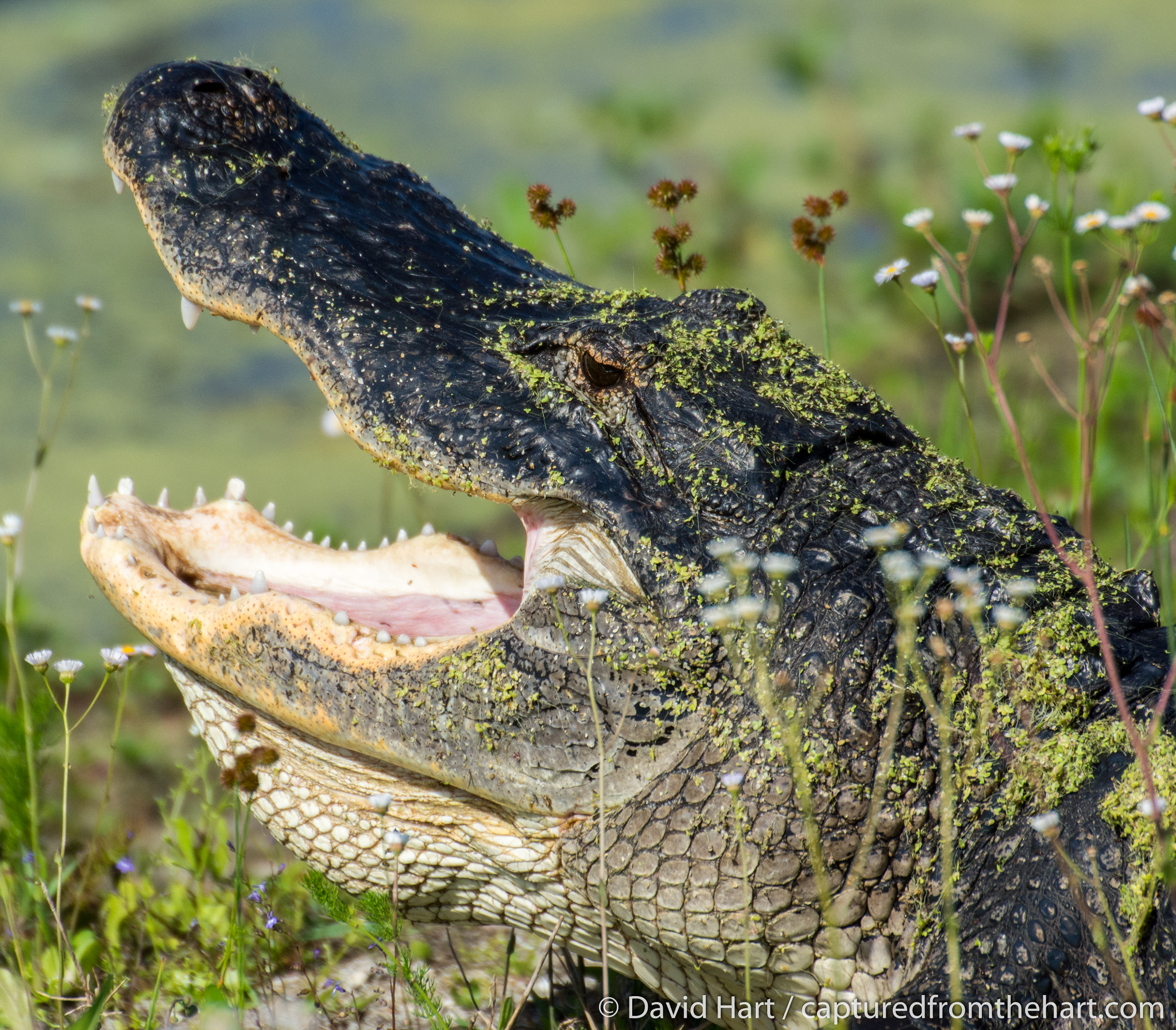 Nikon D7200 sample photo. Gator photography