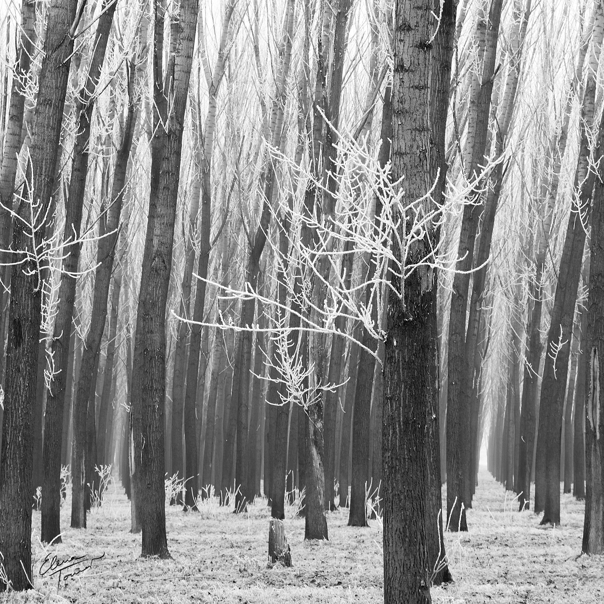 Canon EOS 550D (EOS Rebel T2i / EOS Kiss X4) sample photo. The silent forest photography