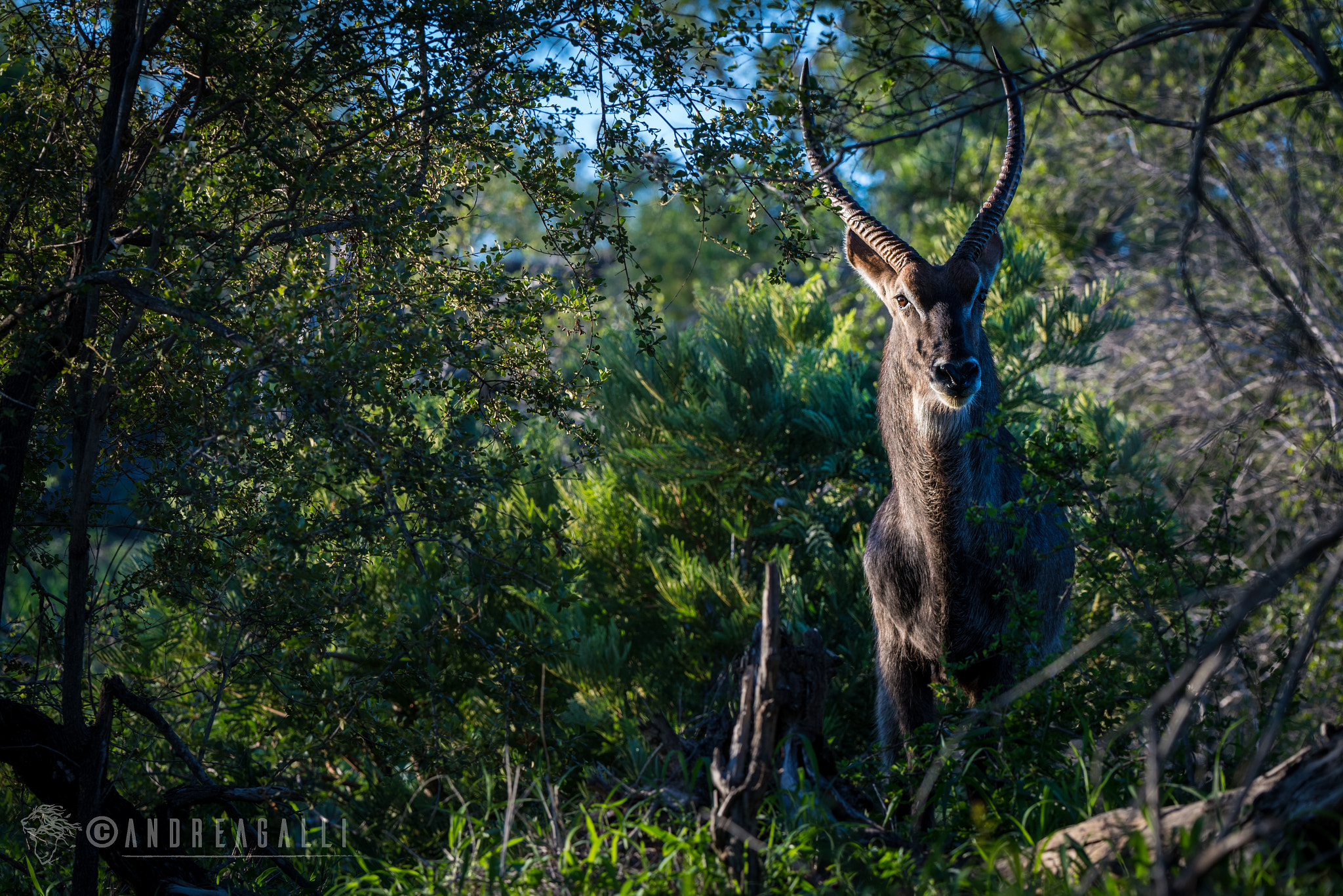 Nikon D5 sample photo. Waterbuck photography