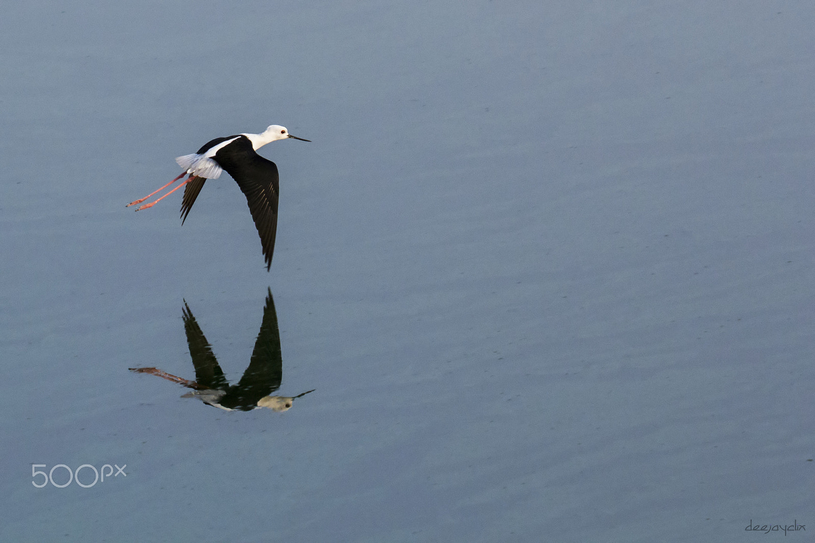 Canon EOS 60D + Tamron SP 150-600mm F5-6.3 Di VC USD sample photo. Black winged stilt flying photography