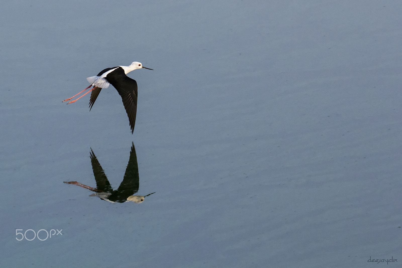 Tamron SP 150-600mm F5-6.3 Di VC USD sample photo. Black winged stilt flying photography