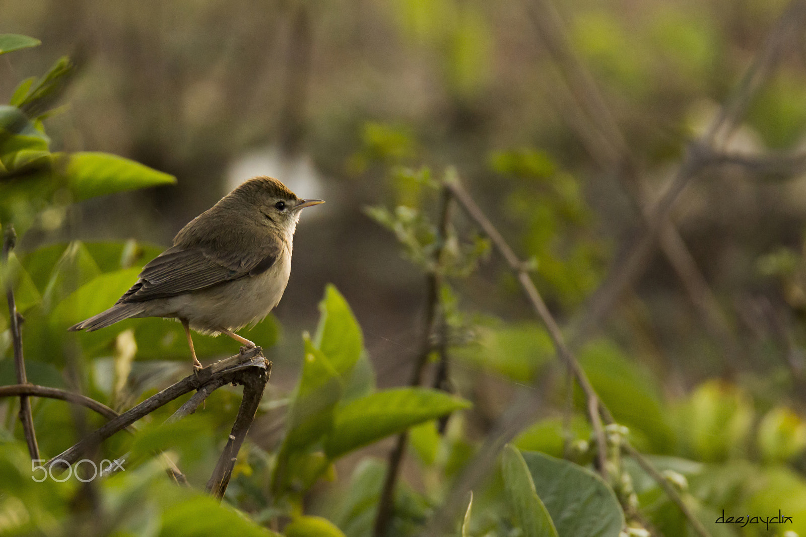 Tamron SP 150-600mm F5-6.3 Di VC USD sample photo. Warbler s filtered photography