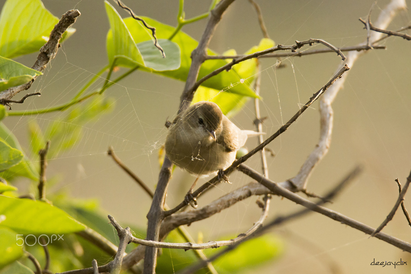 Tamron SP 150-600mm F5-6.3 Di VC USD sample photo. Warbler trapped photography