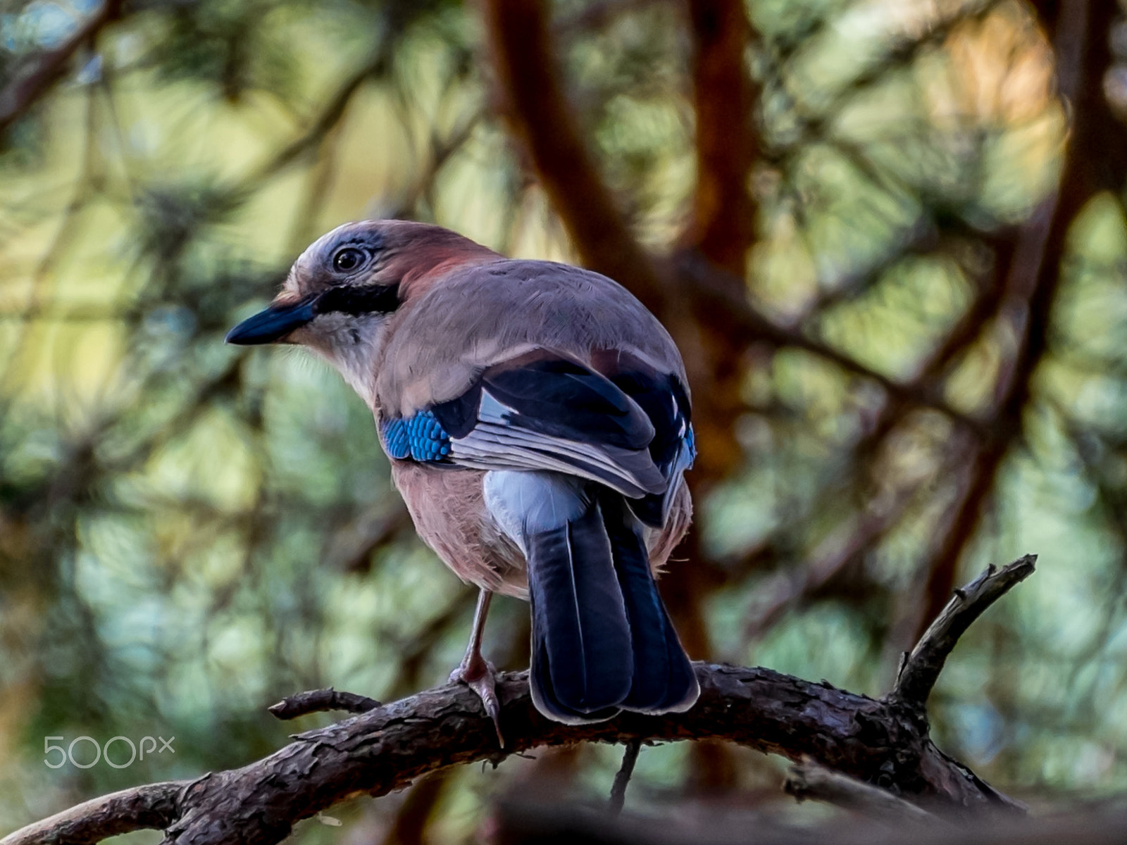 Fujifilm XF 100-400mm F4.5-5.6 R LM OIS WR sample photo. Eurasian jay photography