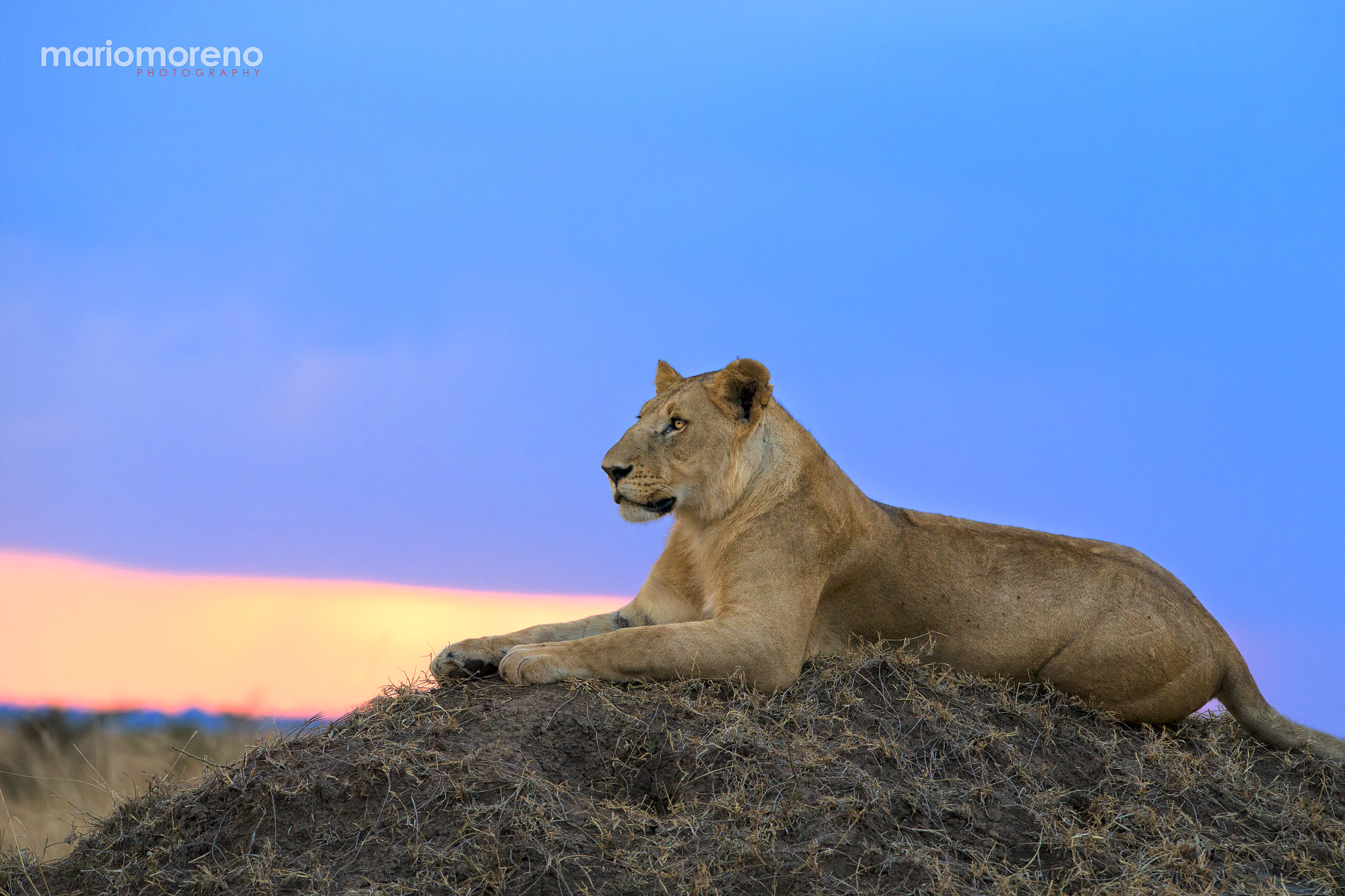 Canon EF 300mm F2.8L IS USM sample photo. Sunset lion photography