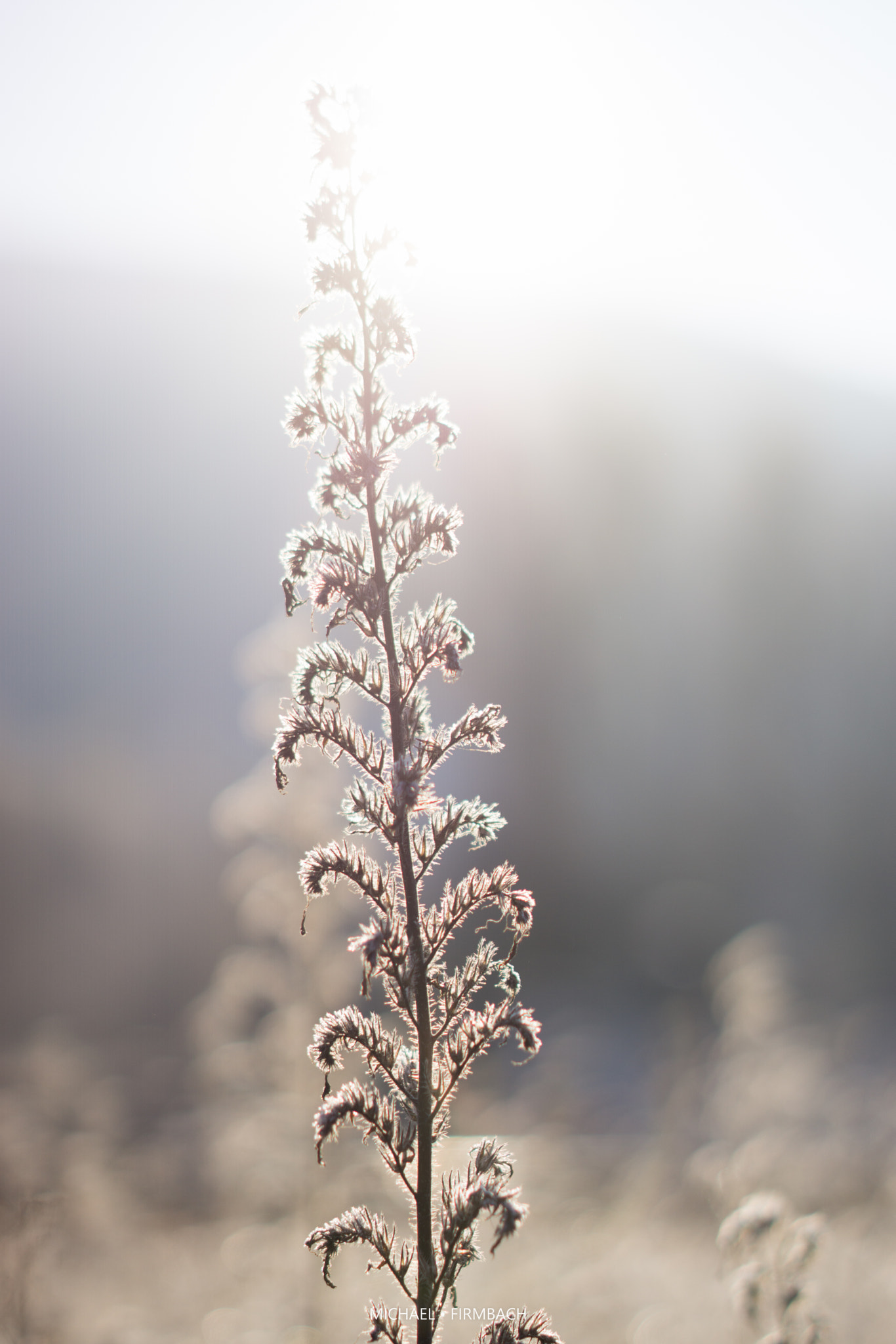 Sony a6000 + Sony Sonnar T* FE 55mm F1.8 ZA sample photo. Gegenlicht photography