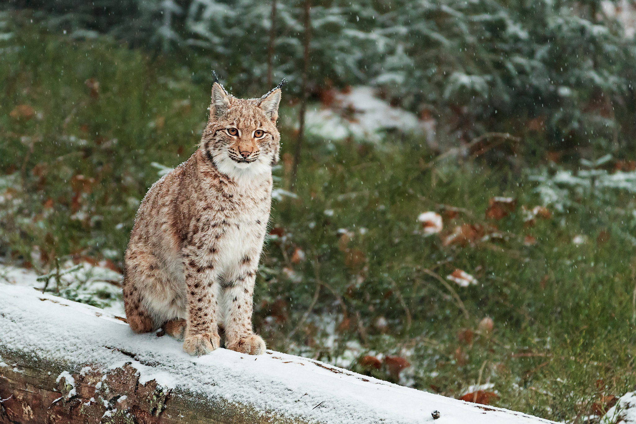 Canon EF 200-400mm F4L IS USM Extender 1.4x sample photo. Lynx portrait photography