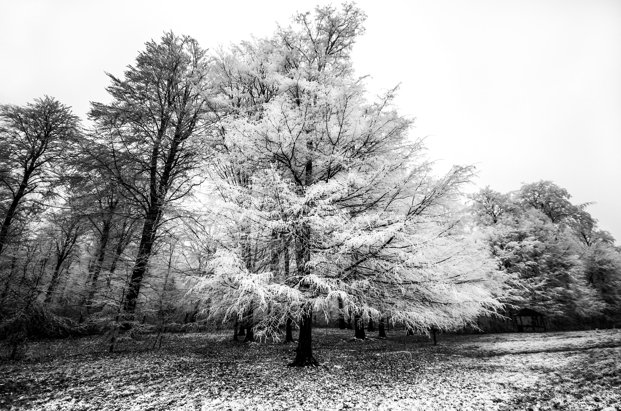 Sigma AF 10-20mm F4-5.6 EX DC sample photo. Forêt domaniale de bord-louviers photography