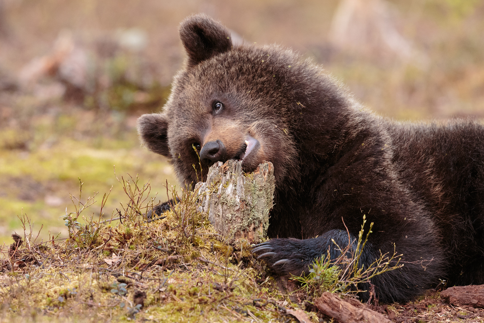 Canon EOS-1D X sample photo. Wild bear cub photography