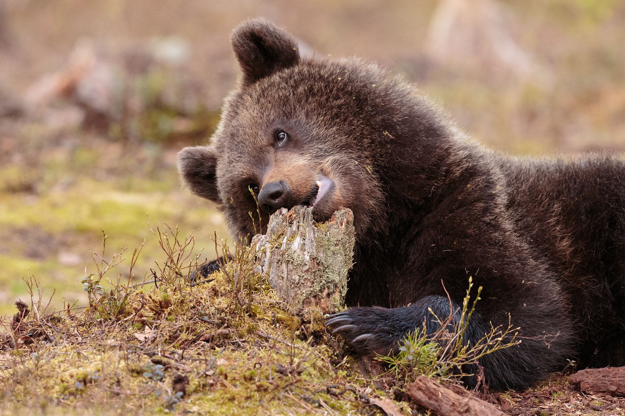 Canon EF 500mm F4L IS II USM sample photo. Wild bear cub photography