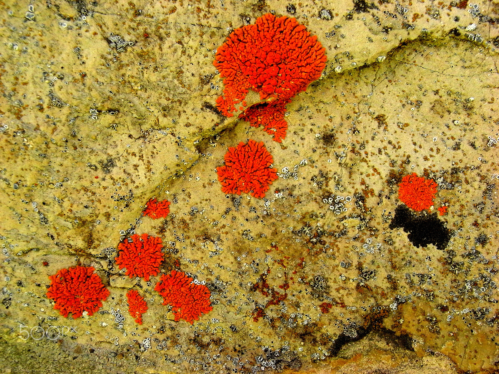 Ricoh Caplio R7 sample photo. Orange-red lichen photography