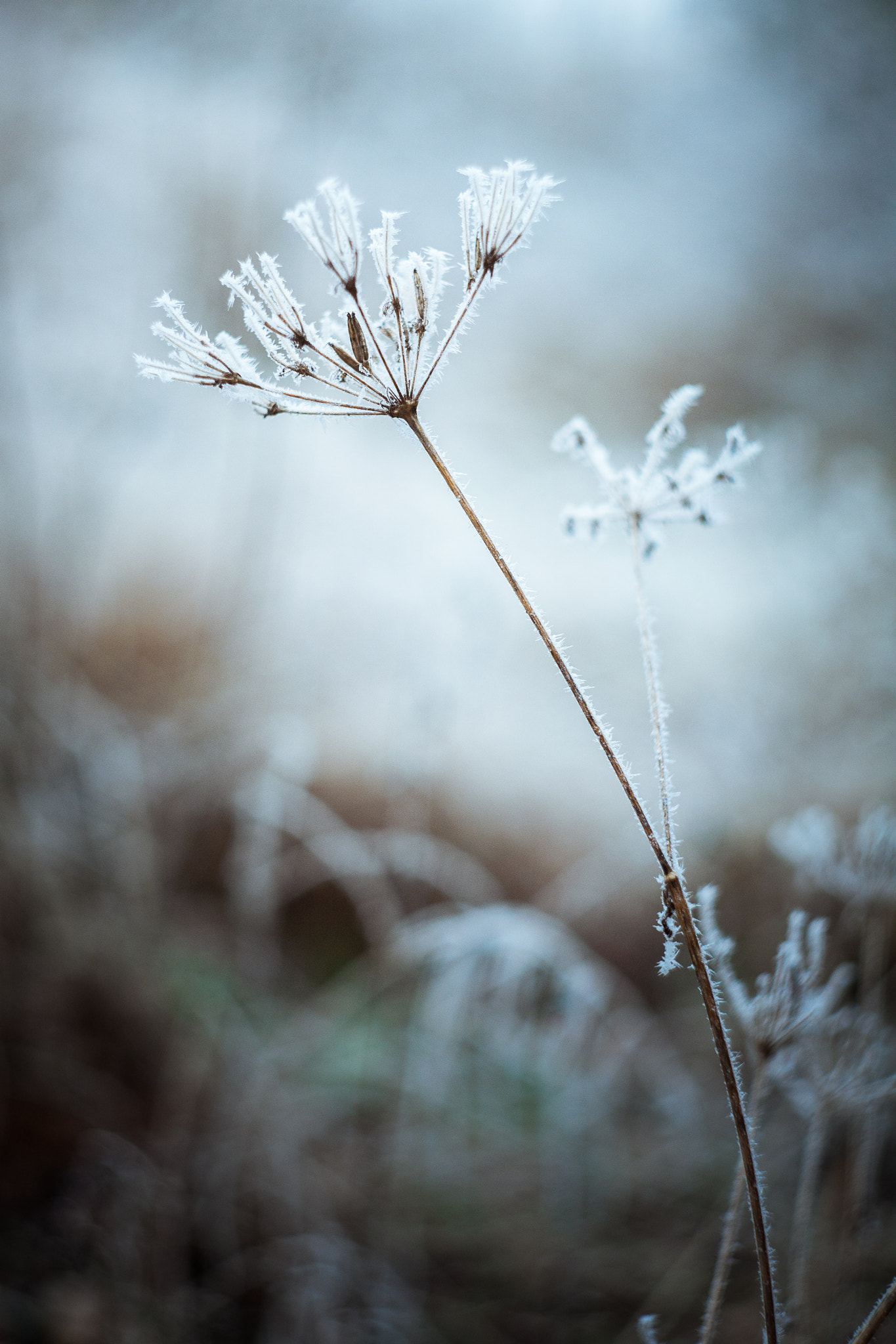 Canon EF 35-80mm f/4-5.6 sample photo. After the season photography