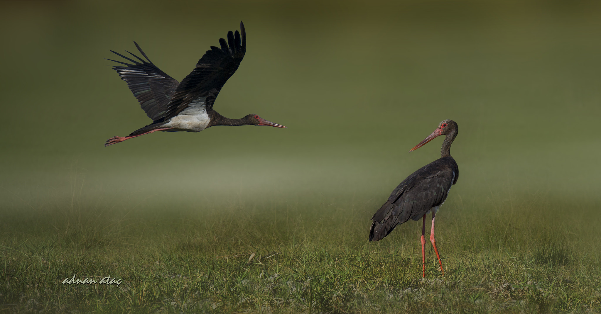Sigma 150-600mm F5-6.3 DG OS HSM | S sample photo. Kara leylek - black stork - ciconia nigra photography