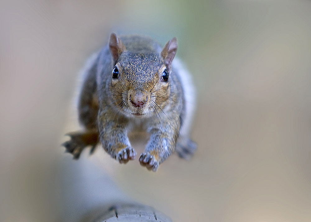 Canon EOS-1D Mark III sample photo. The jump photography