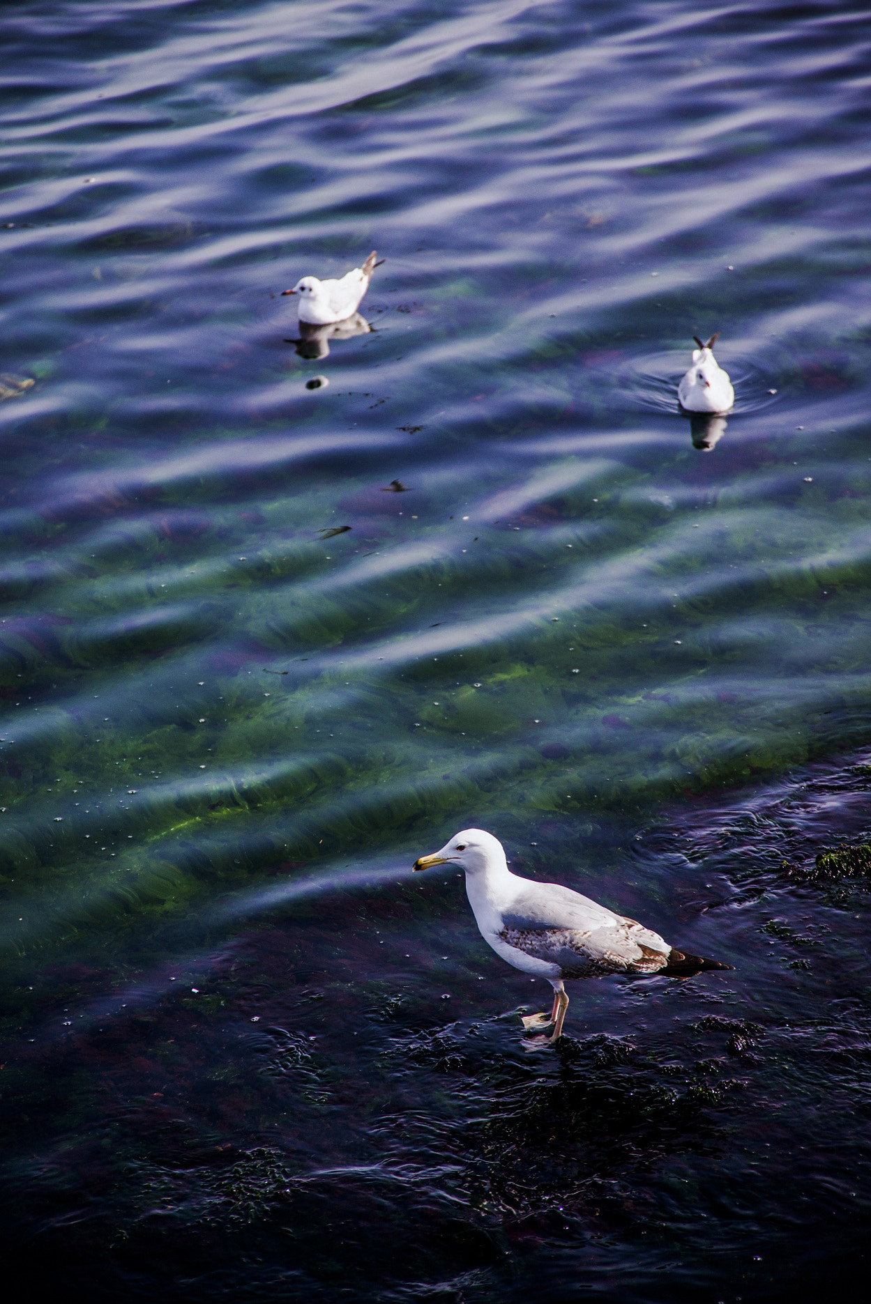 Nikon D800 sample photo. Pause photography