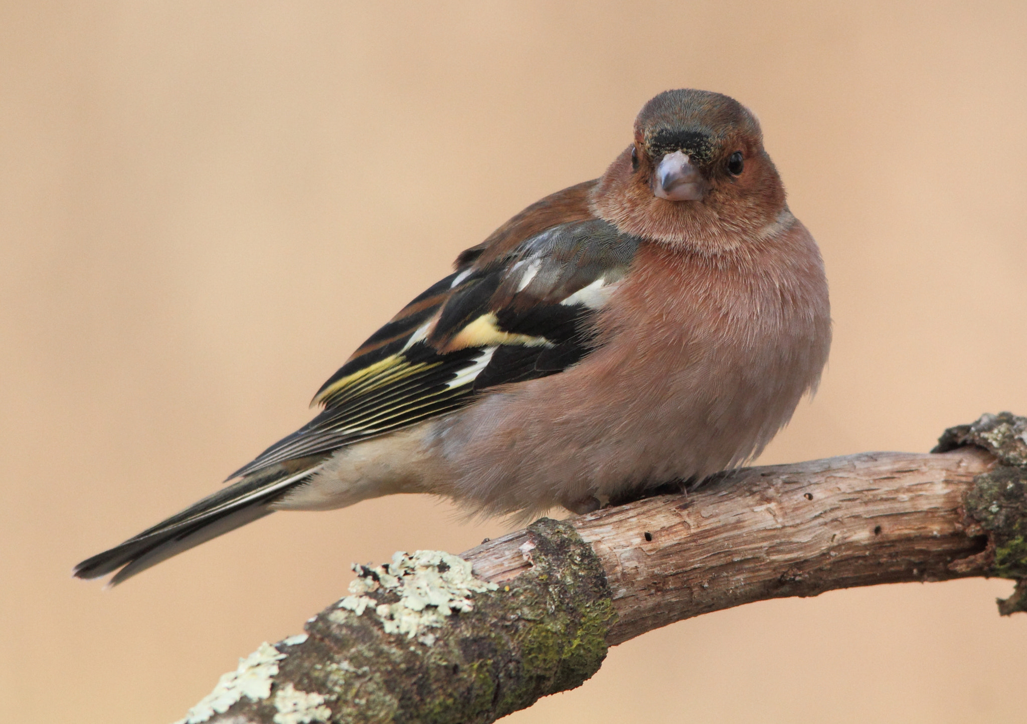 Sigma 150-500mm F5-6.3 DG OS HSM sample photo. Chaffinch, fringuello  photography