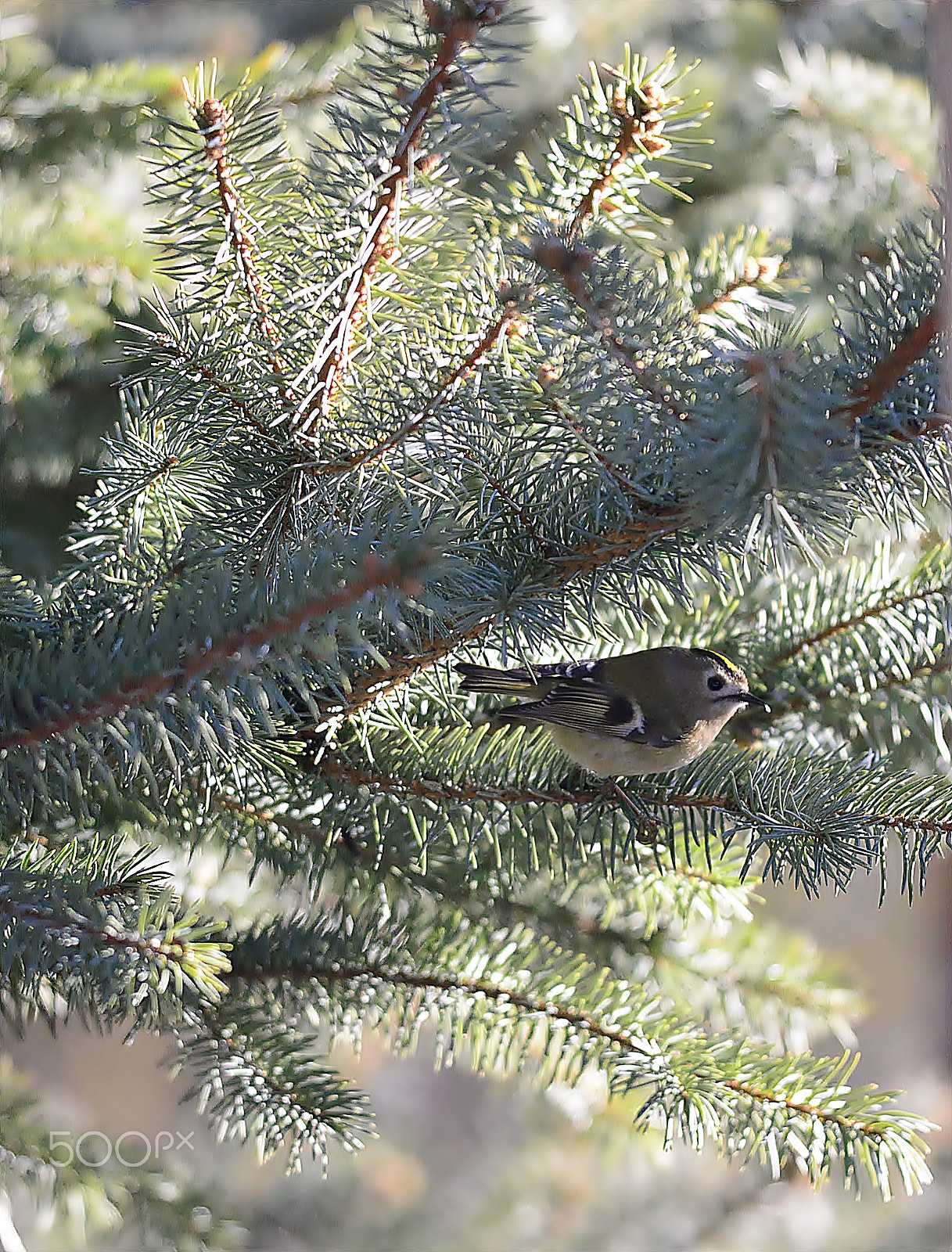 Nikon D610 + Nikon AF-S Nikkor 300mm F4D ED-IF sample photo. Pine gift photography