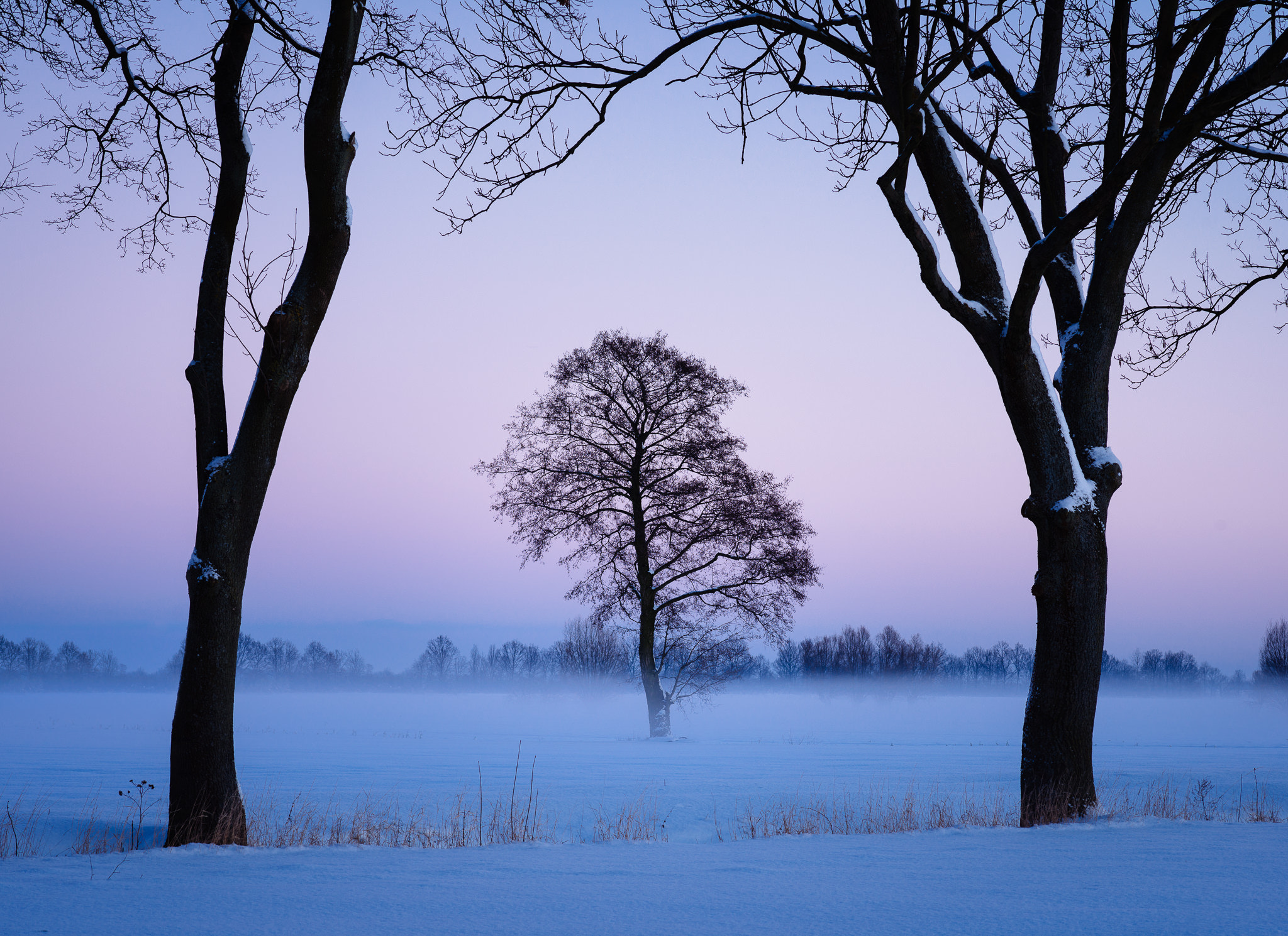 Nikon D800 + Tokina AT-X Pro 100mm F2.8 Macro sample photo. A lone tree... photography