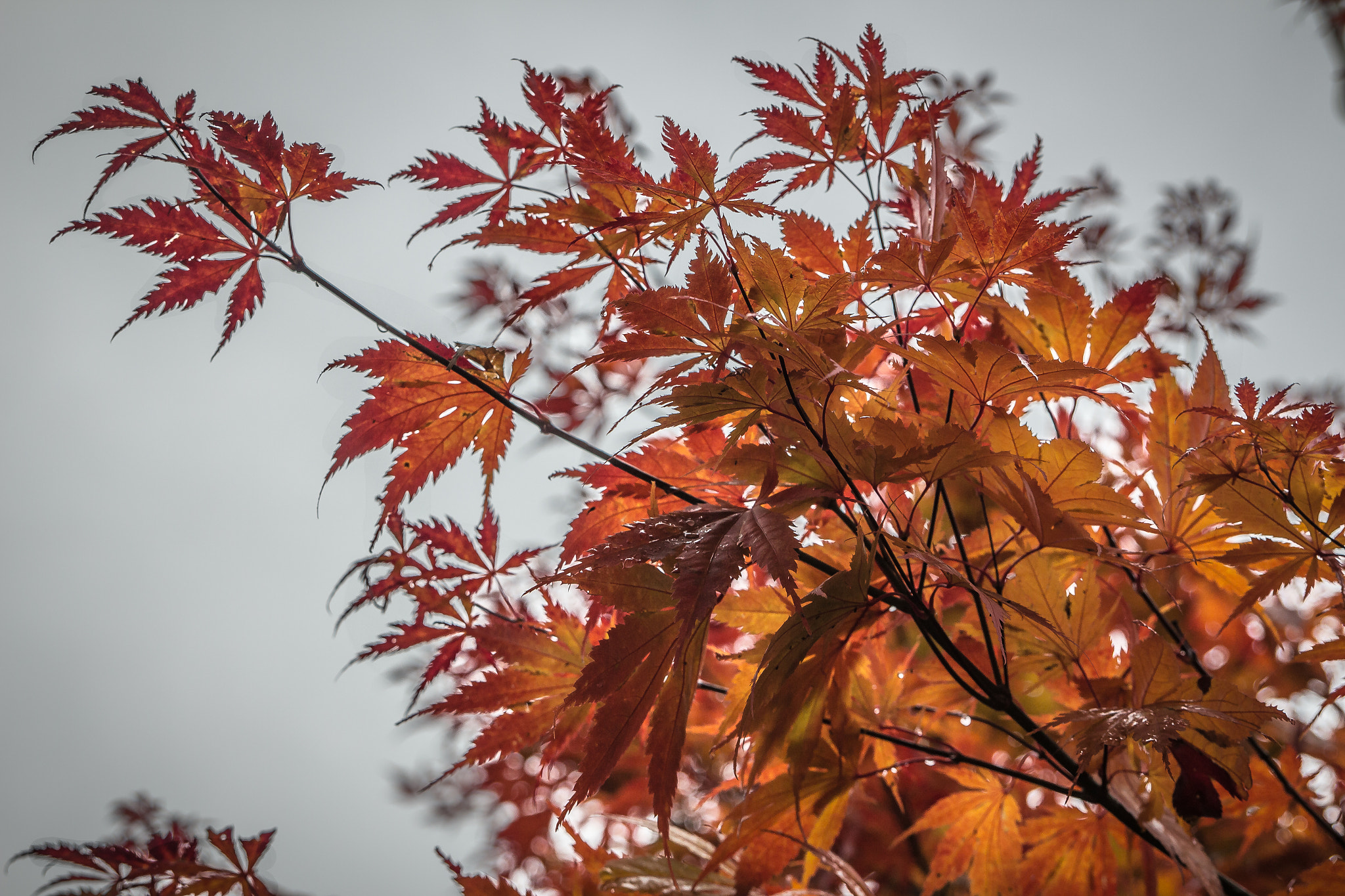 Canon EOS 700D (EOS Rebel T5i / EOS Kiss X7i) + Sigma 24-70mm F2.8 EX DG Macro sample photo. Maple brand photography