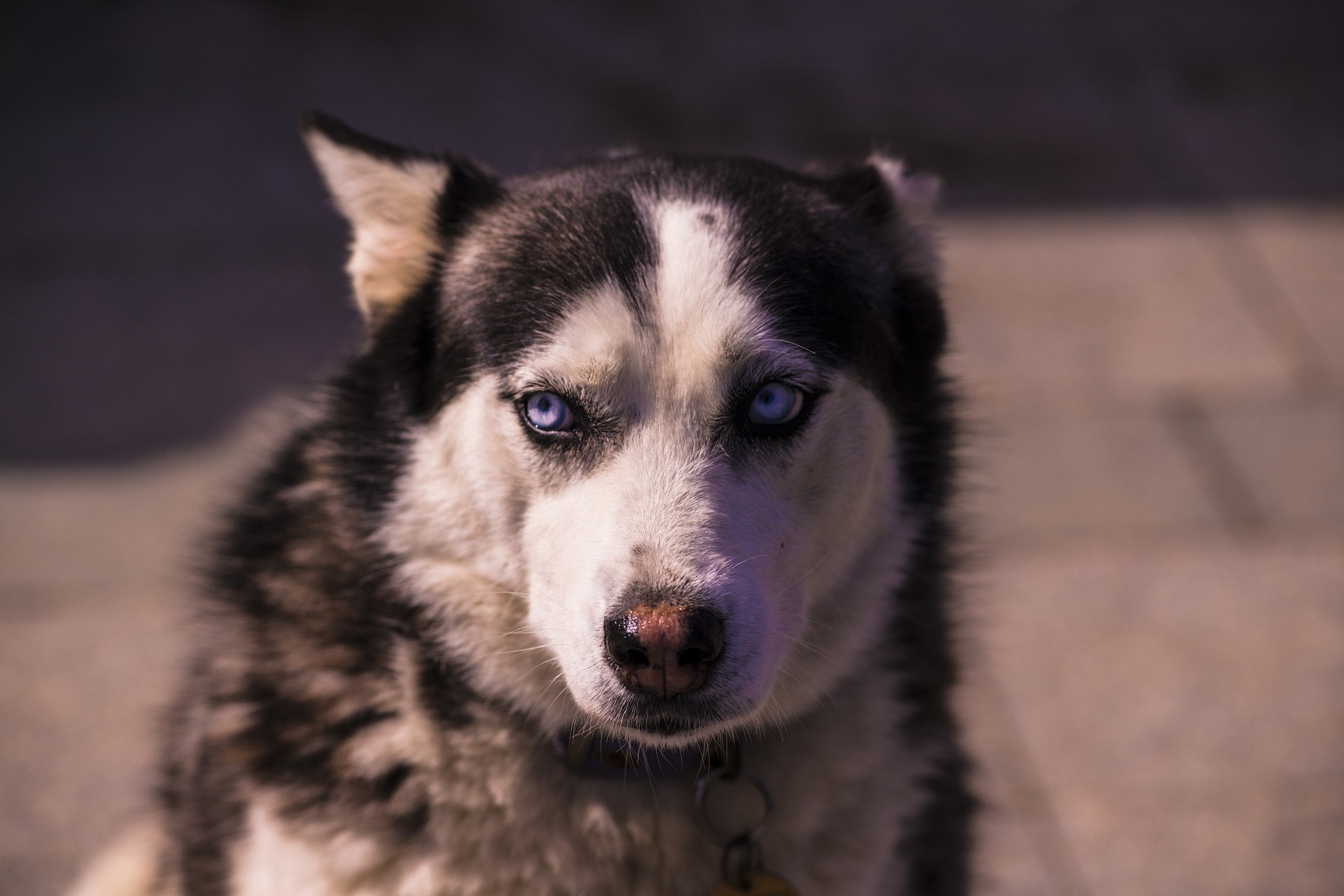 AF Zoom-Nikkor 80-200mm f/2.8 ED sample photo. Scrutiny photography