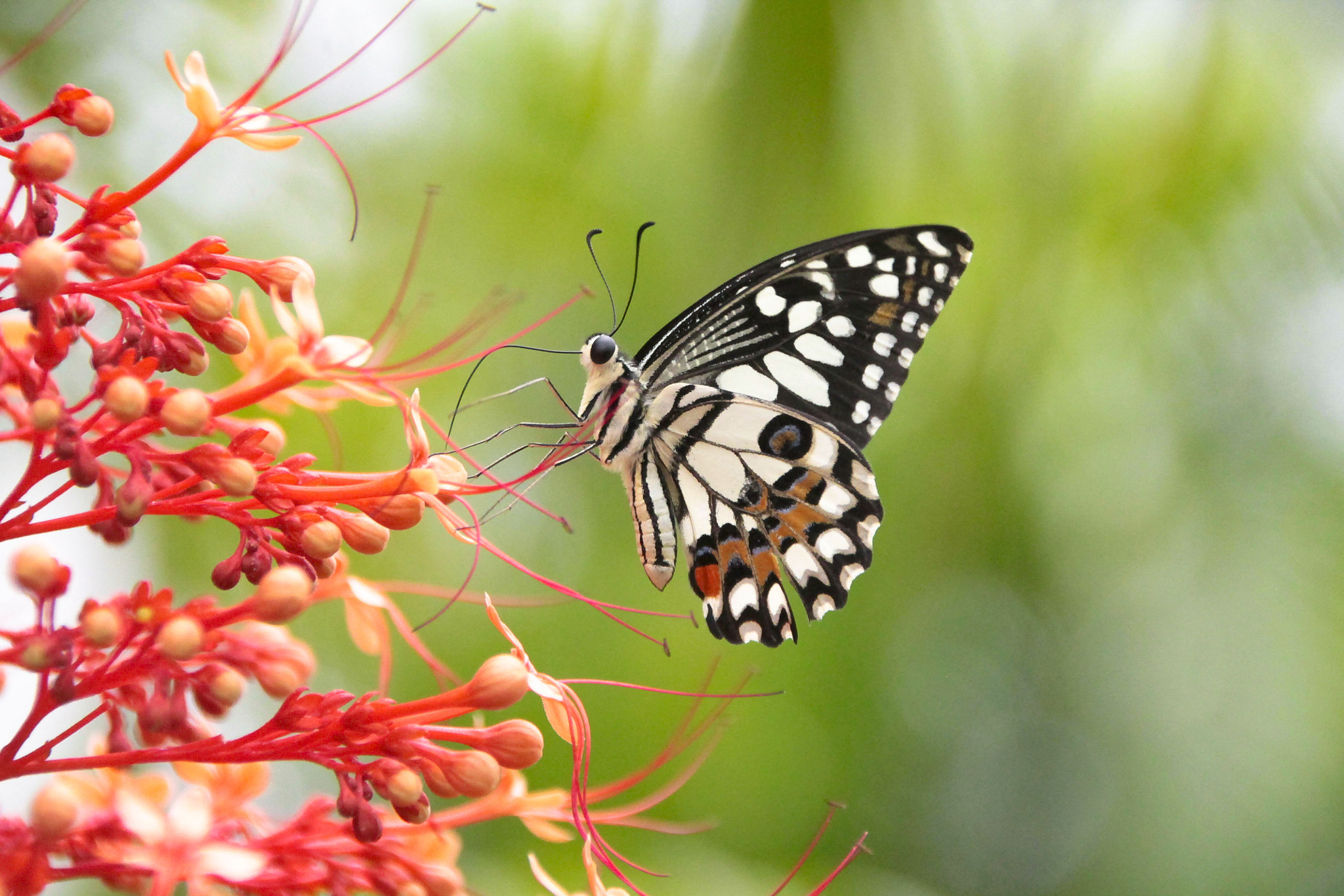 Canon EOS 1100D (EOS Rebel T3 / EOS Kiss X50) sample photo. Butterfly  photography