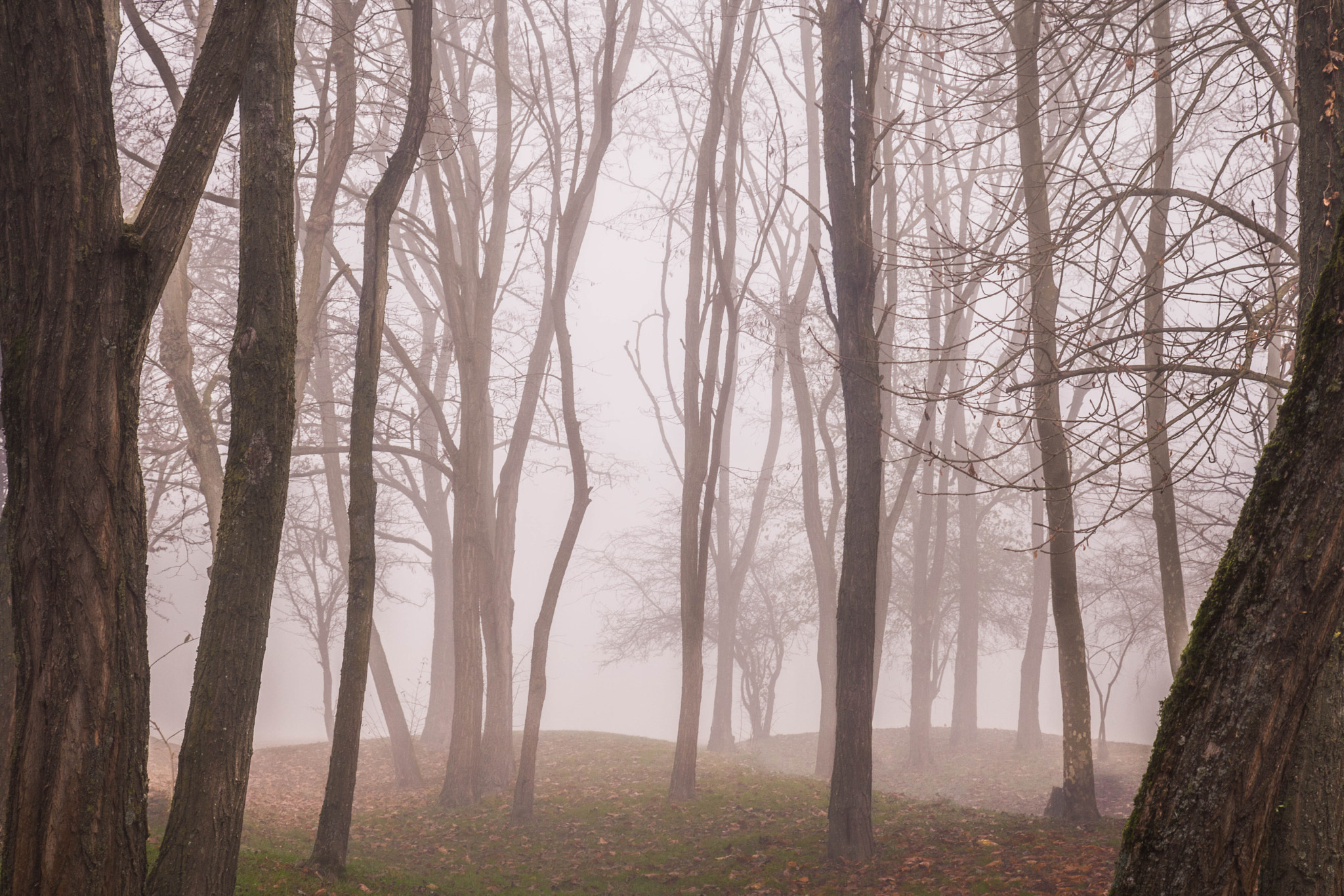 Canon EOS 760D (EOS Rebel T6s / EOS 8000D) sample photo. A misty winter day photography
