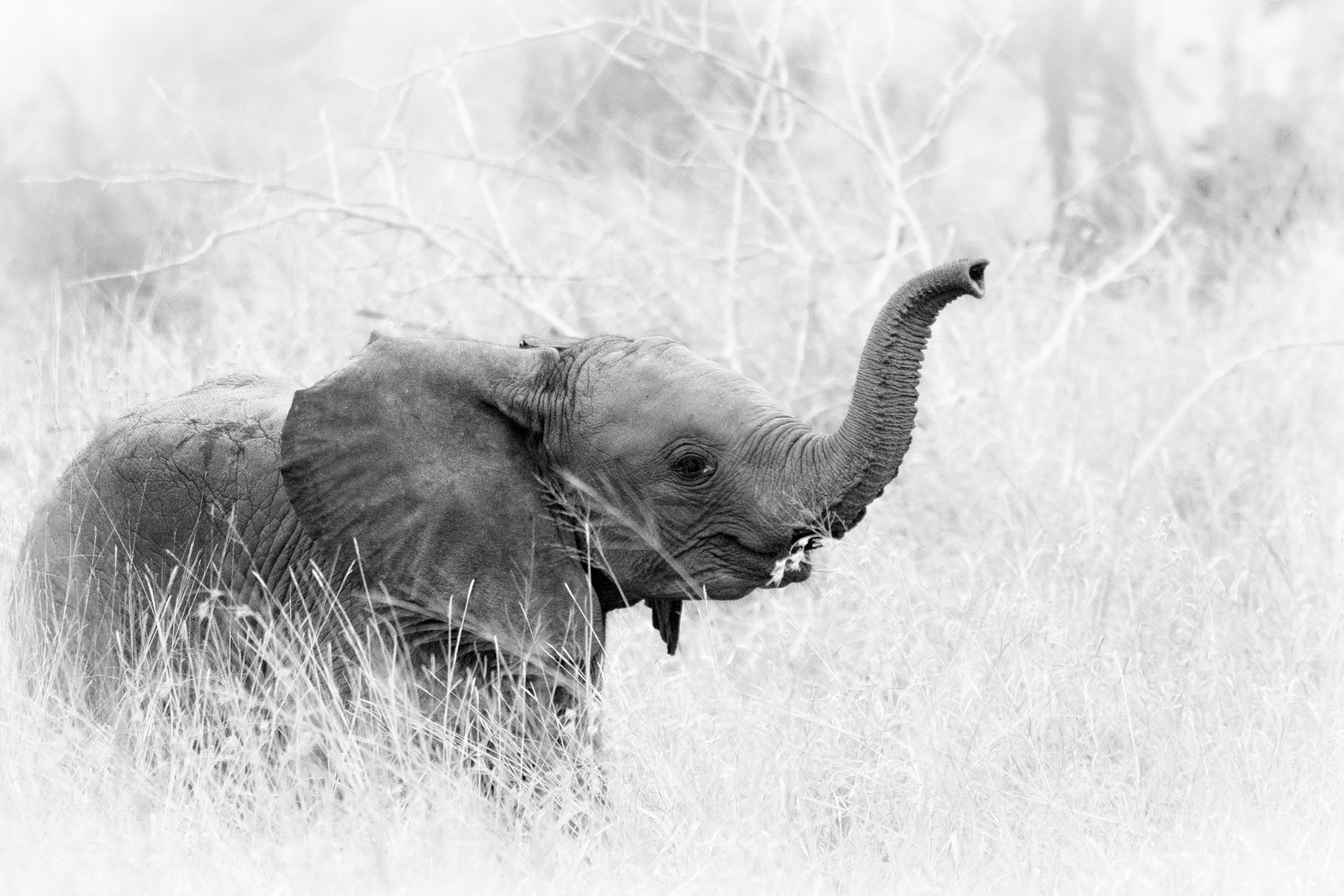 Canon EOS 400D (EOS Digital Rebel XTi / EOS Kiss Digital X) + Sigma 150-500mm F5-6.3 DG OS HSM sample photo. Baby elephant photography