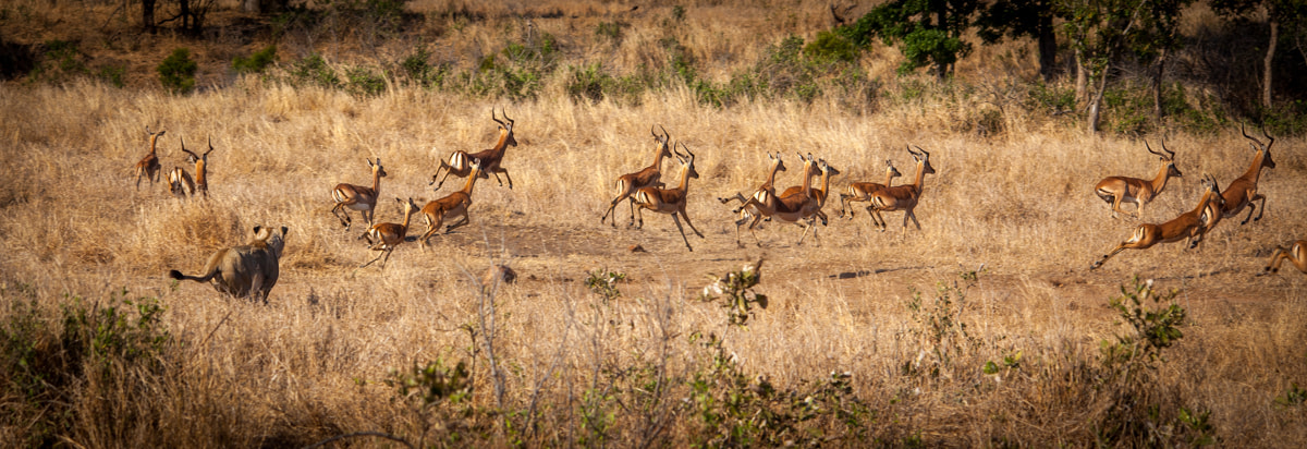 Sigma 150-500mm F5-6.3 DG OS HSM sample photo. Lion hunt photography