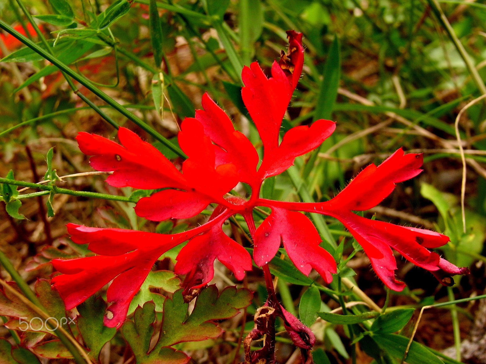 Ricoh Caplio R7 sample photo. Complementary colours photography