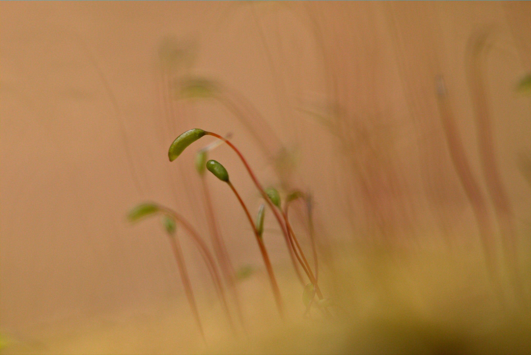 Canon EOS 70D + Tamron SP 90mm F2.8 Di VC USD 1:1 Macro (F004) sample photo. What's going on in the moss? photography