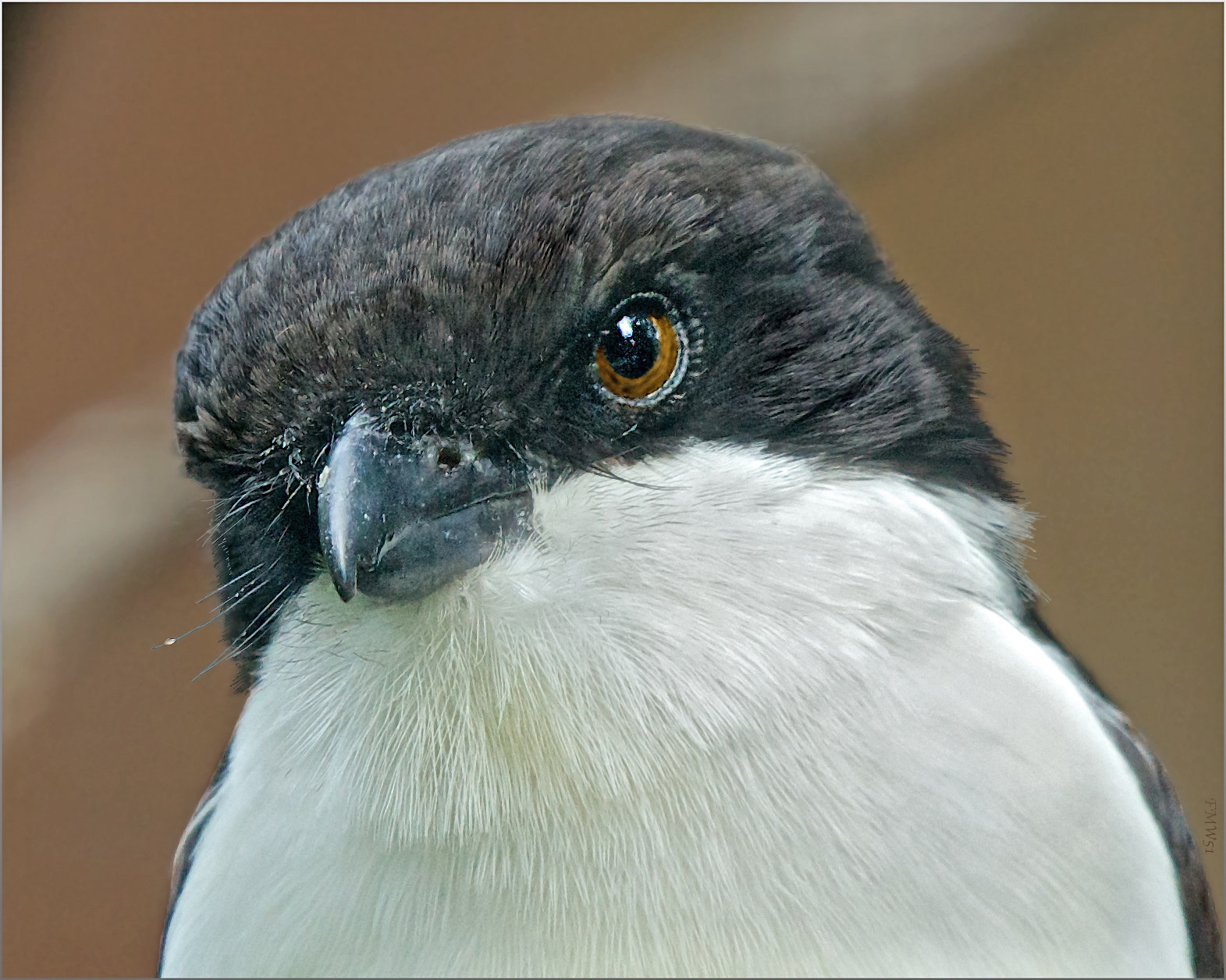 Sony 70-400mm F4-5.6 G SSM sample photo. Long-tailed fiscal portrait (2) photography