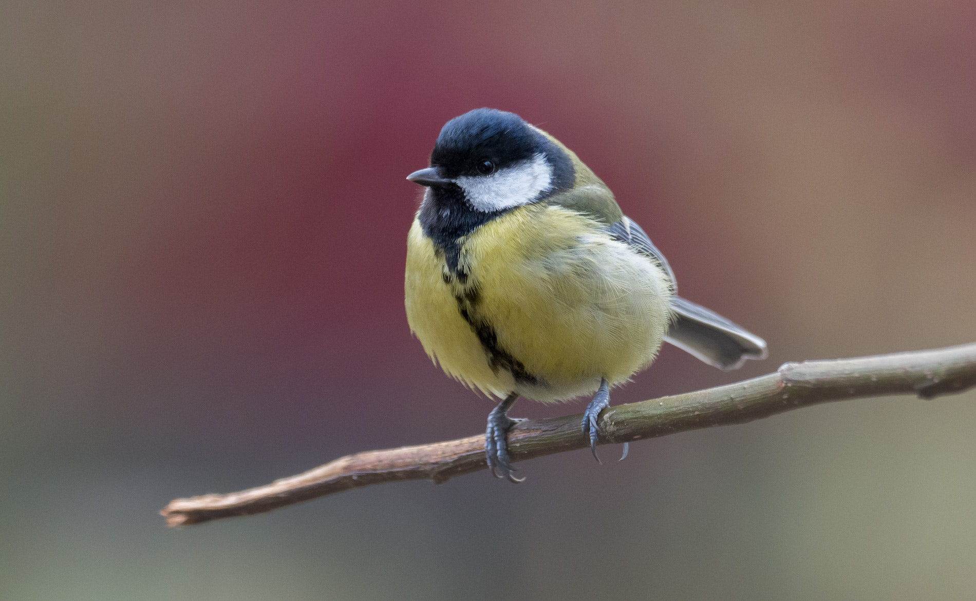 Olympus OM-D E-M1 Mark II + OLYMPUS M.300mm F4.0 sample photo. Meise mittig photography