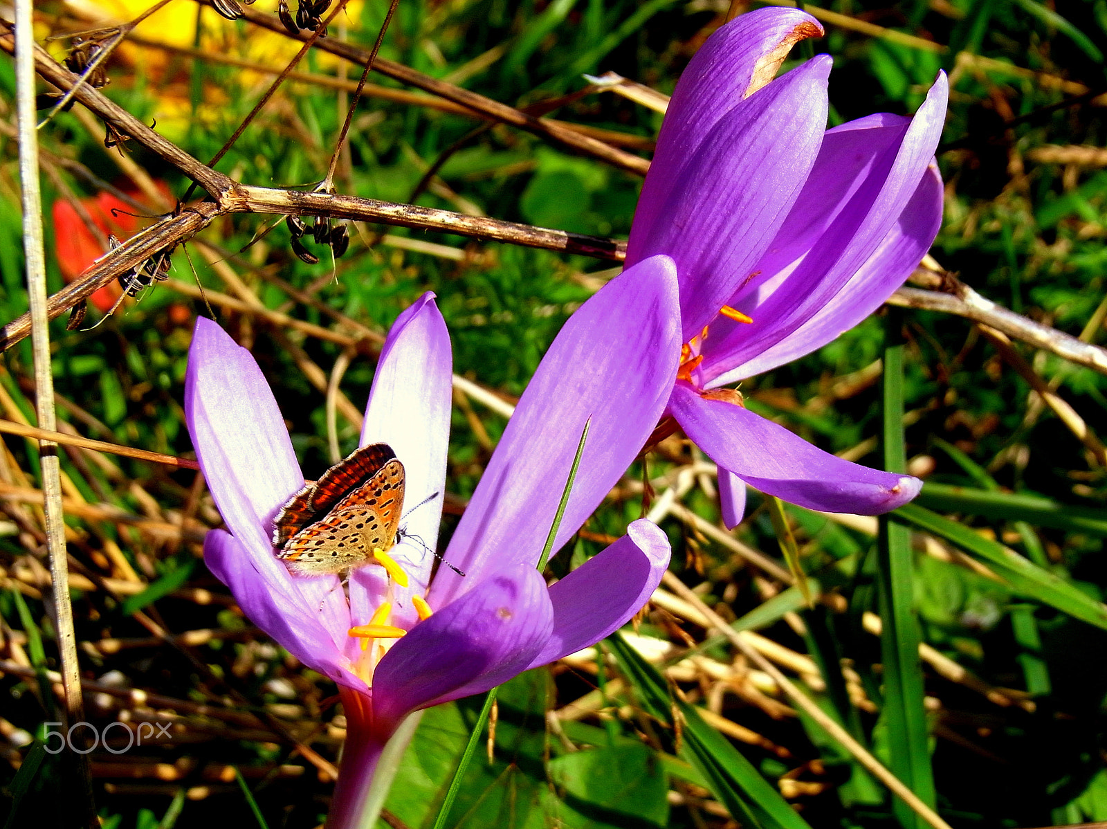 Ricoh Caplio R7 sample photo. Butterfly visits autumn crocus photography
