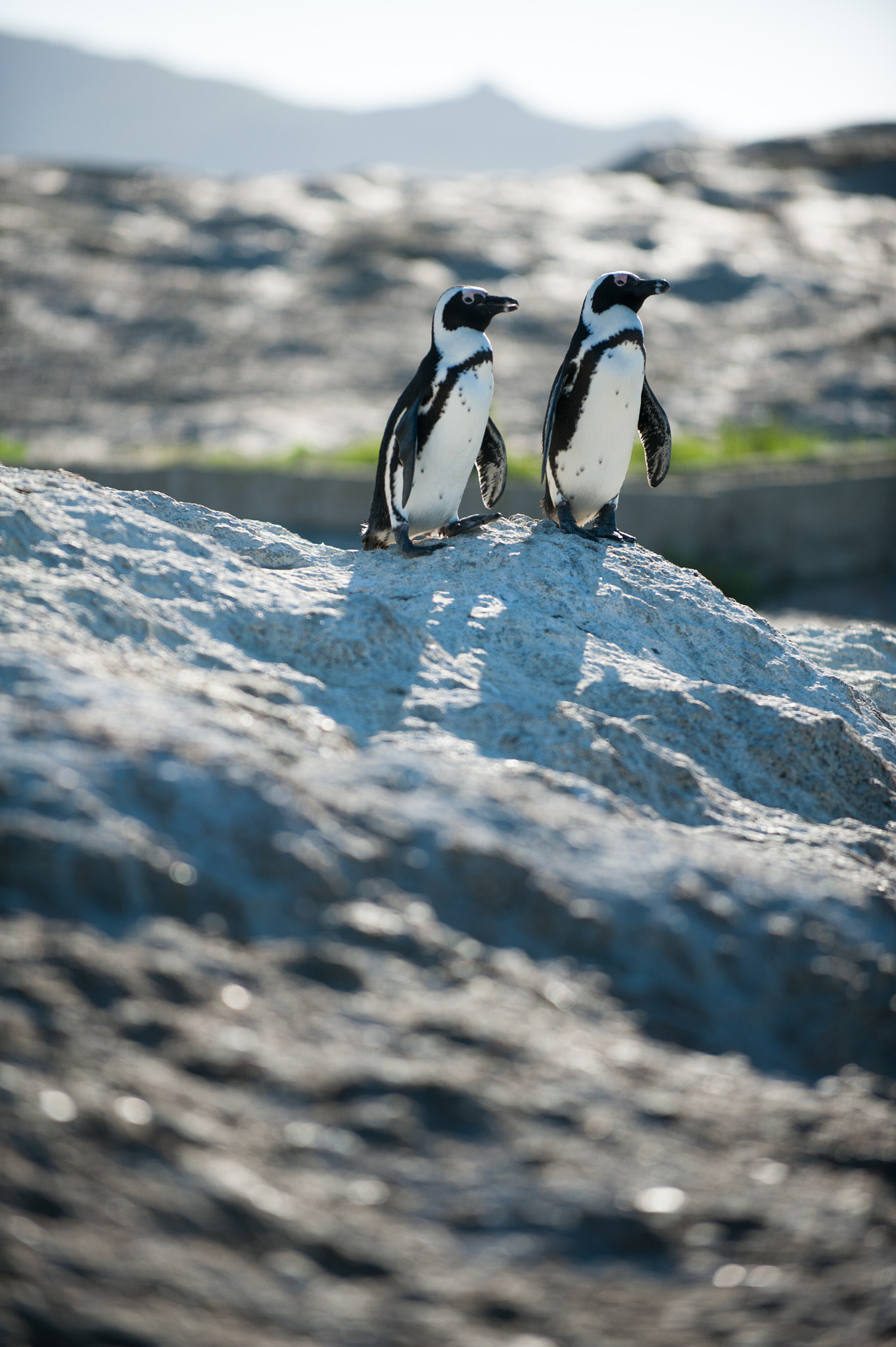 Nikon D3 sample photo. Two penguins standing on a rock photography