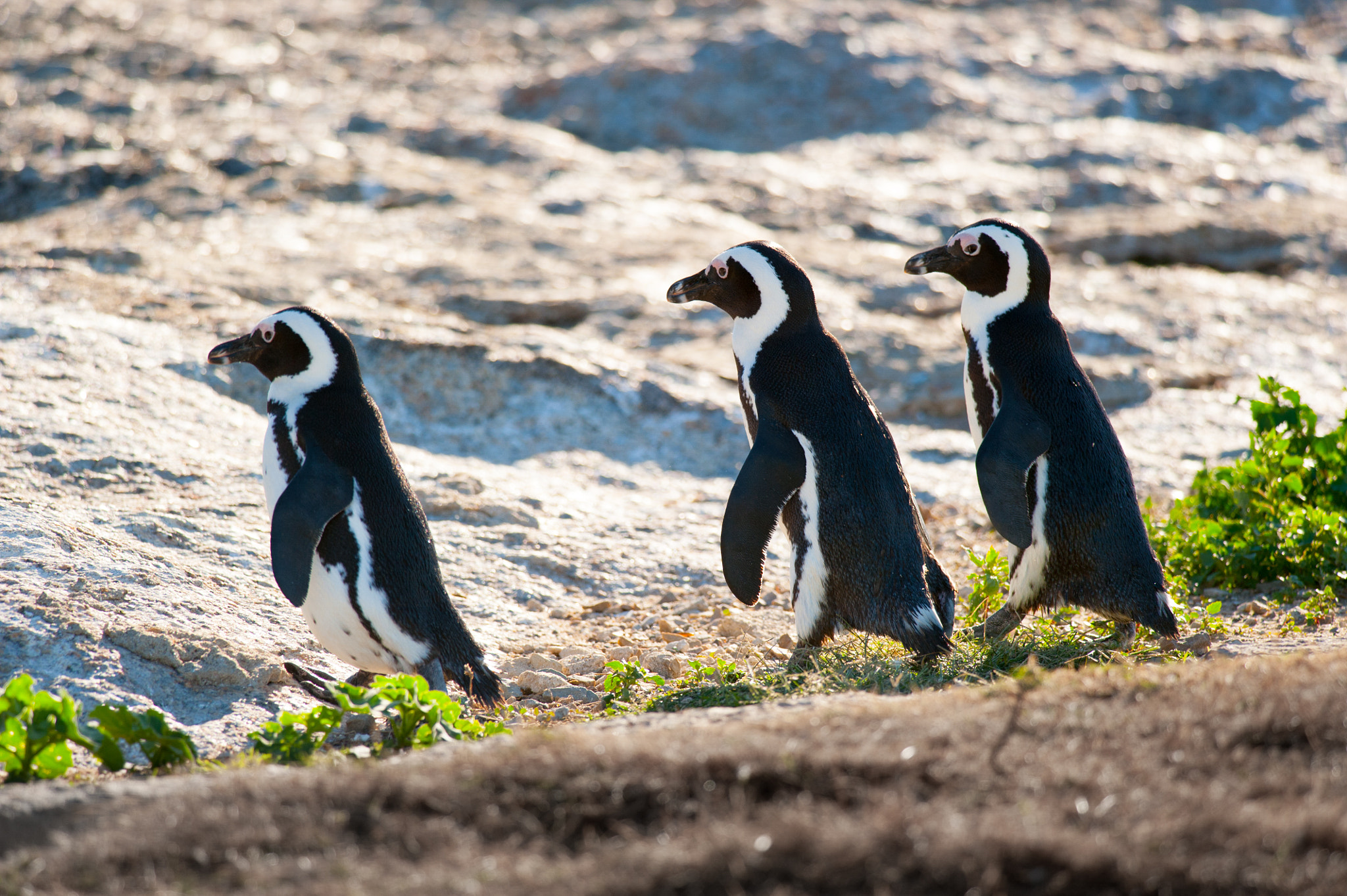 Nikon D700 + Nikon AF-S Nikkor 300mm F4D ED-IF sample photo. Three marching penguins photography