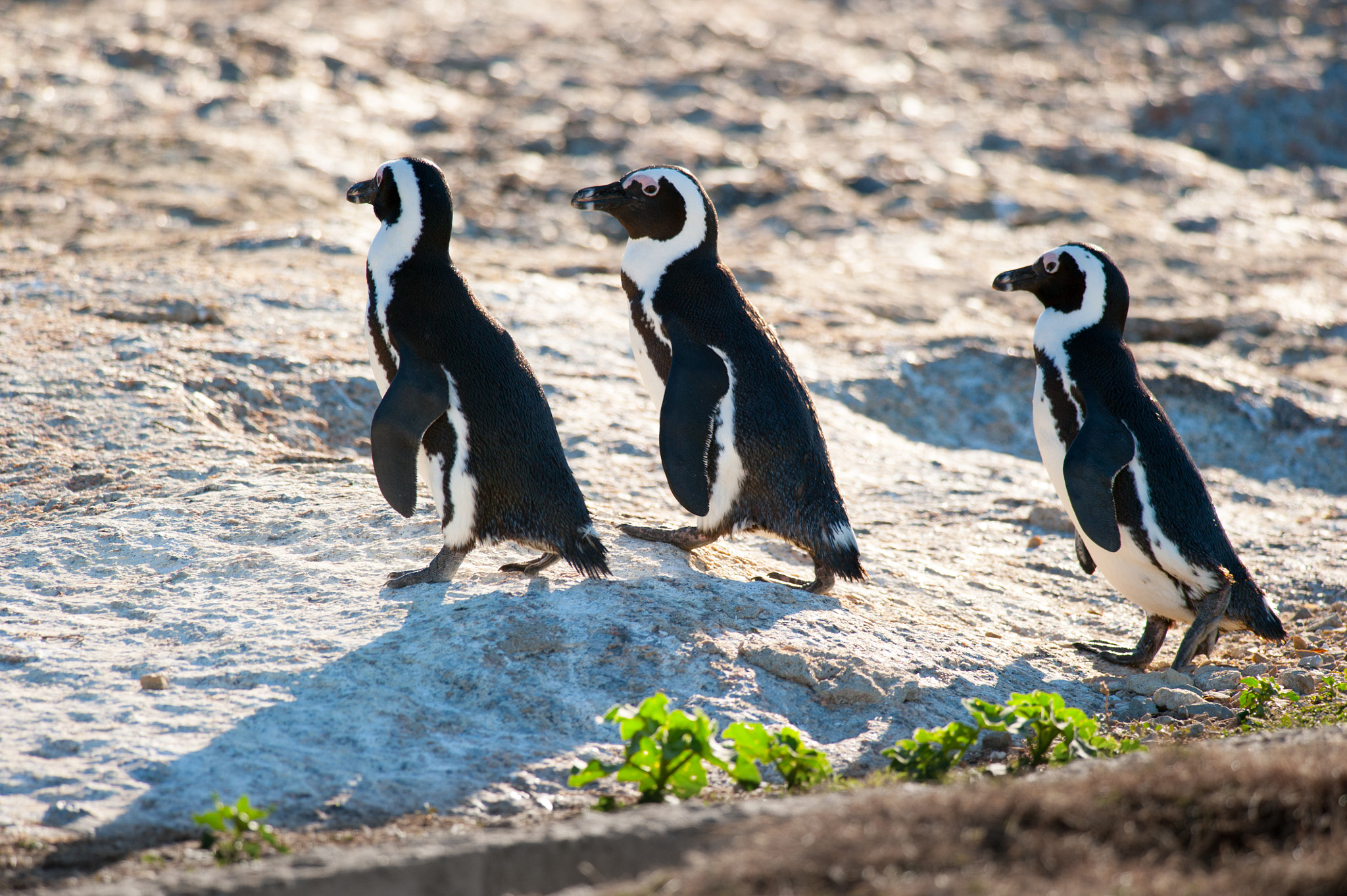 Nikon D700 + Nikon AF-S Nikkor 300mm F4D ED-IF sample photo. Three penguins marching photography