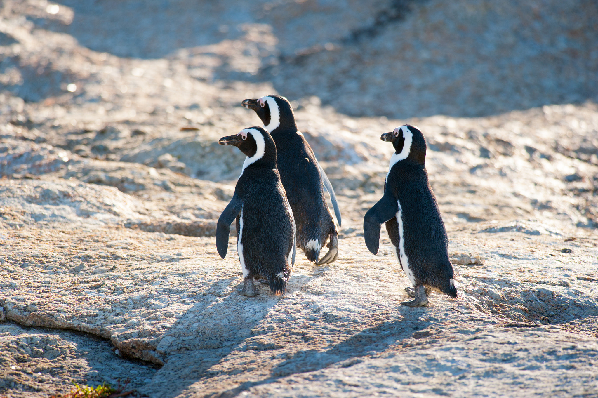 Nikon D700 sample photo. Three penguins marching on a rock photography