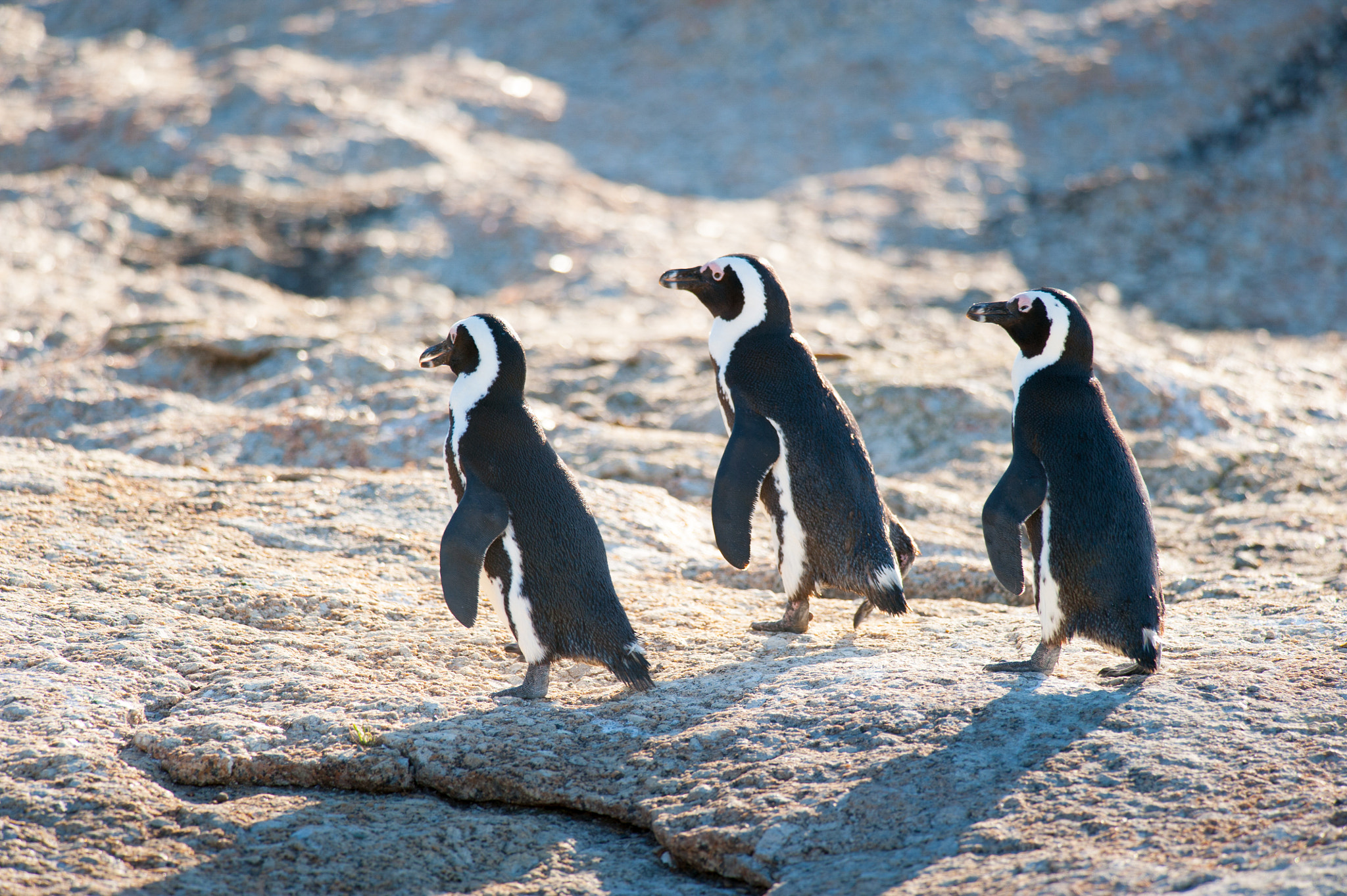 Nikon D700 sample photo. Three penguins marching on a rock photography
