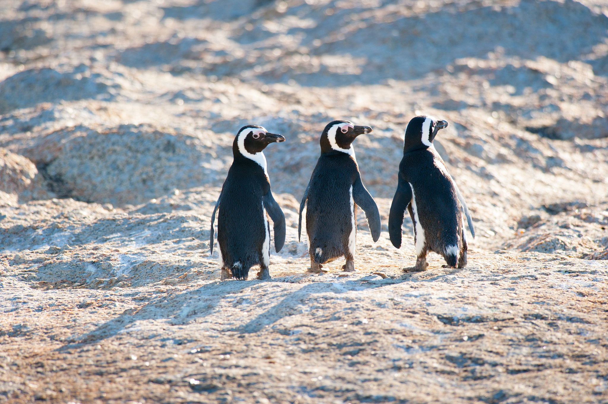 Nikon D700 + Nikon AF-S Nikkor 300mm F4D ED-IF sample photo. Three penguins looking back over their right shoulder photography