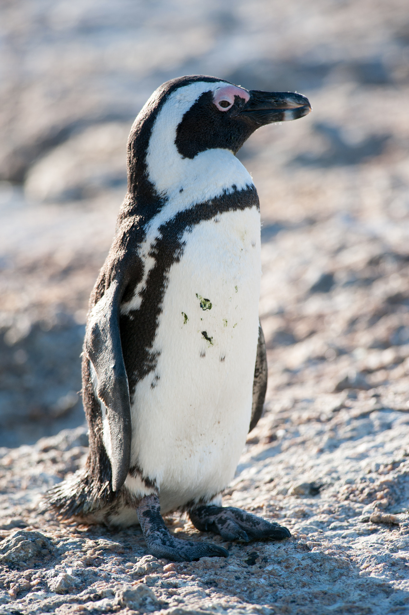 Nikon D700 + Nikon AF-S Nikkor 300mm F4D ED-IF sample photo. Sitting penguin photography