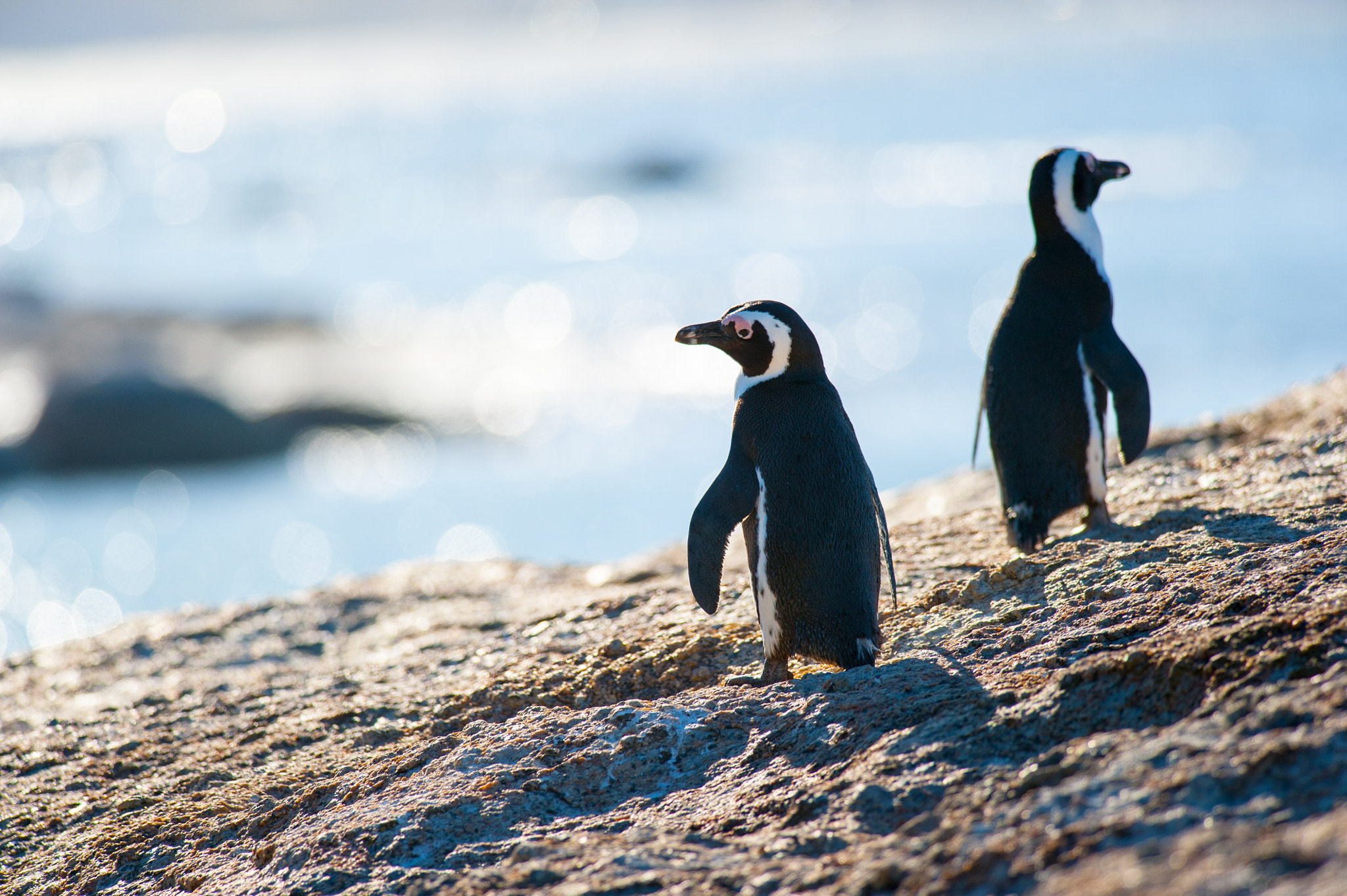 Nikon D700 + Nikon AF-S Nikkor 300mm F4D ED-IF sample photo. Two penguins walkgin on a rock photography