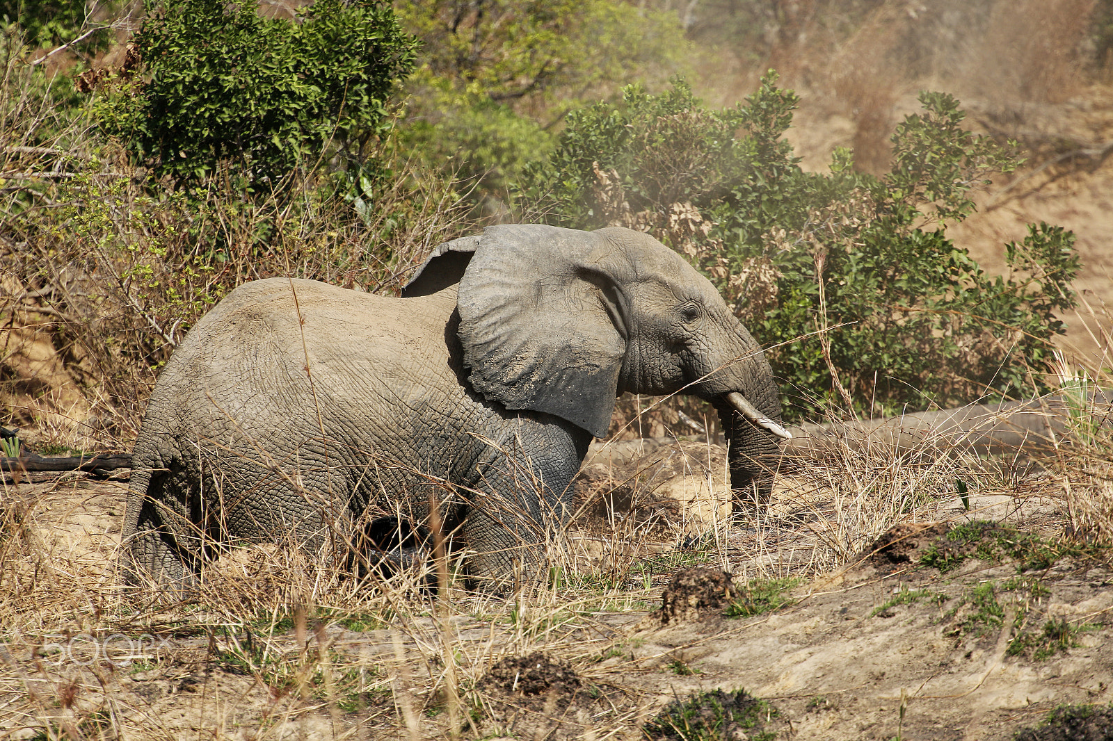 Canon EOS 70D + Canon EF 70-200mm F4L USM sample photo. West-african elephant pendjari parc photography